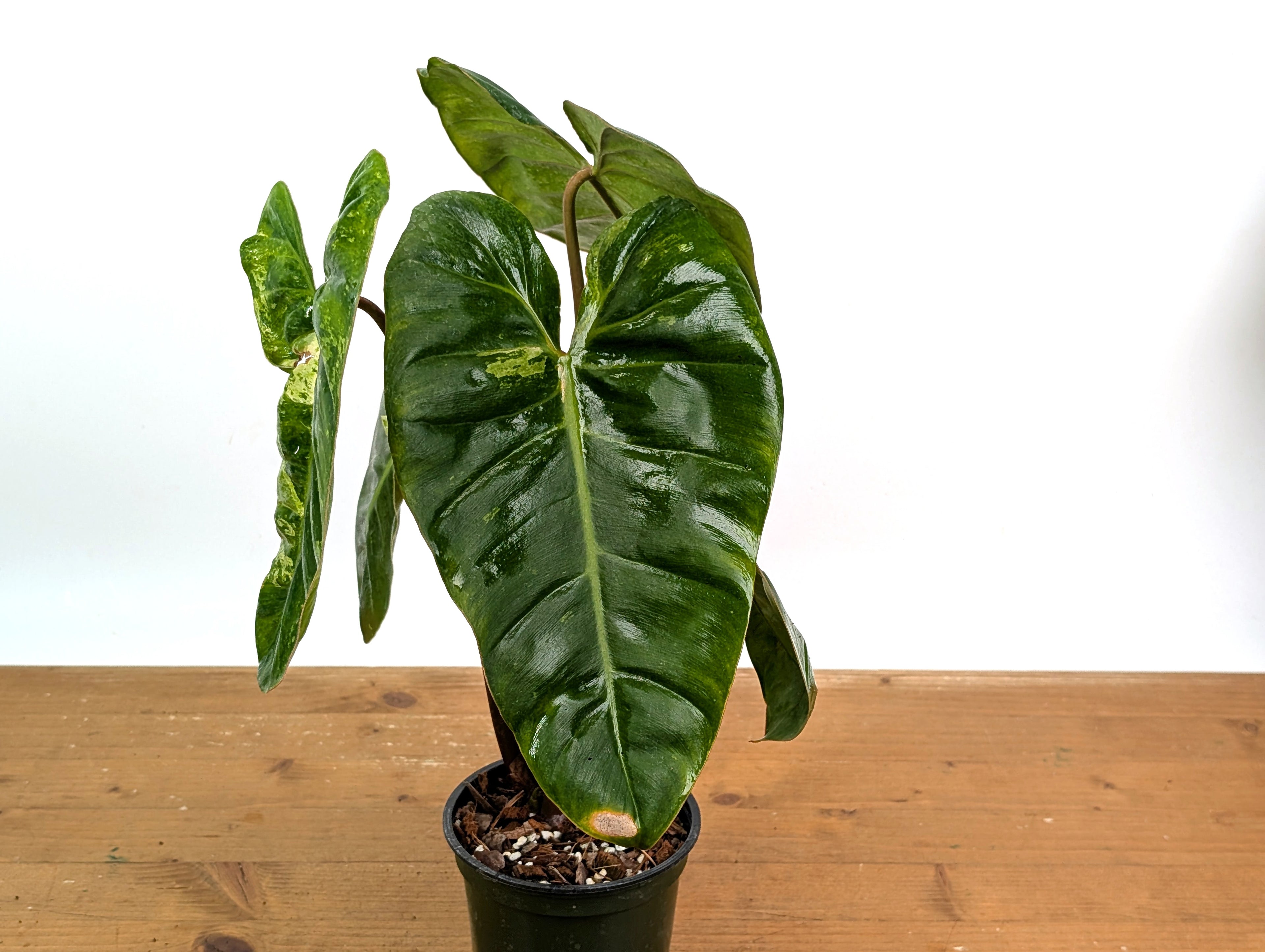 Philodendron El Choco x Billietiae - Exact Plant