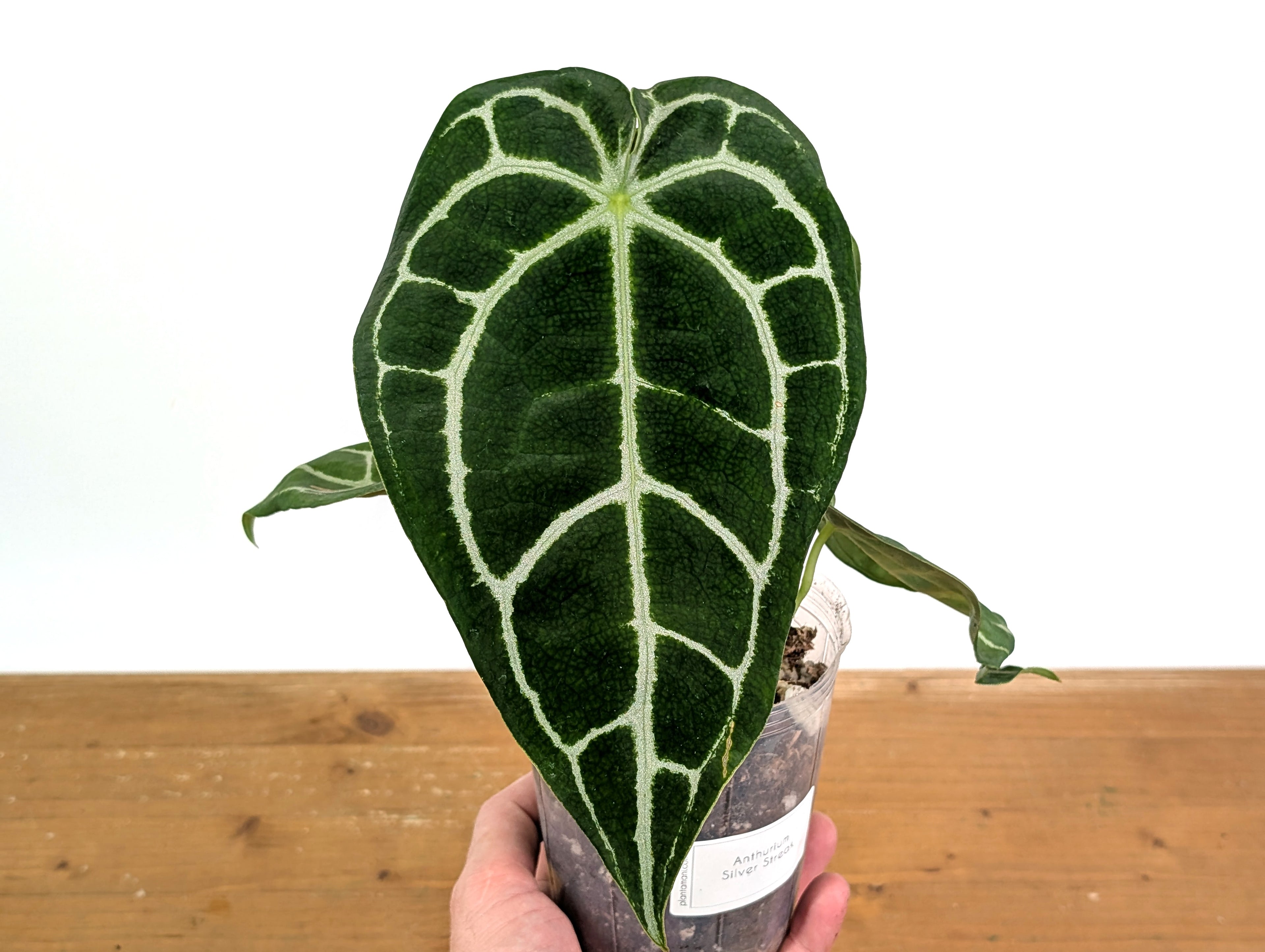 Anthurium Silver Streak