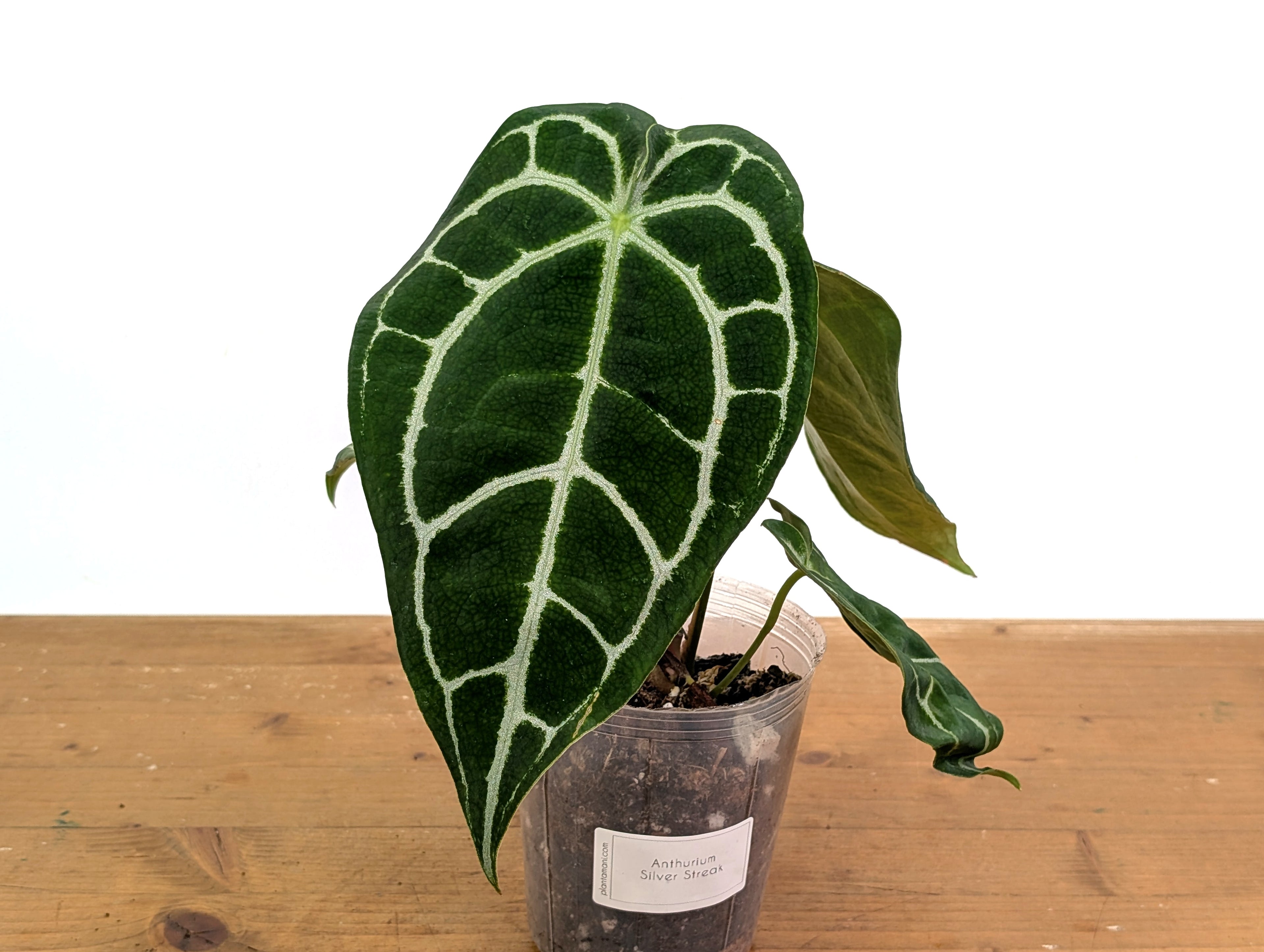 Anthurium Silver Streak
