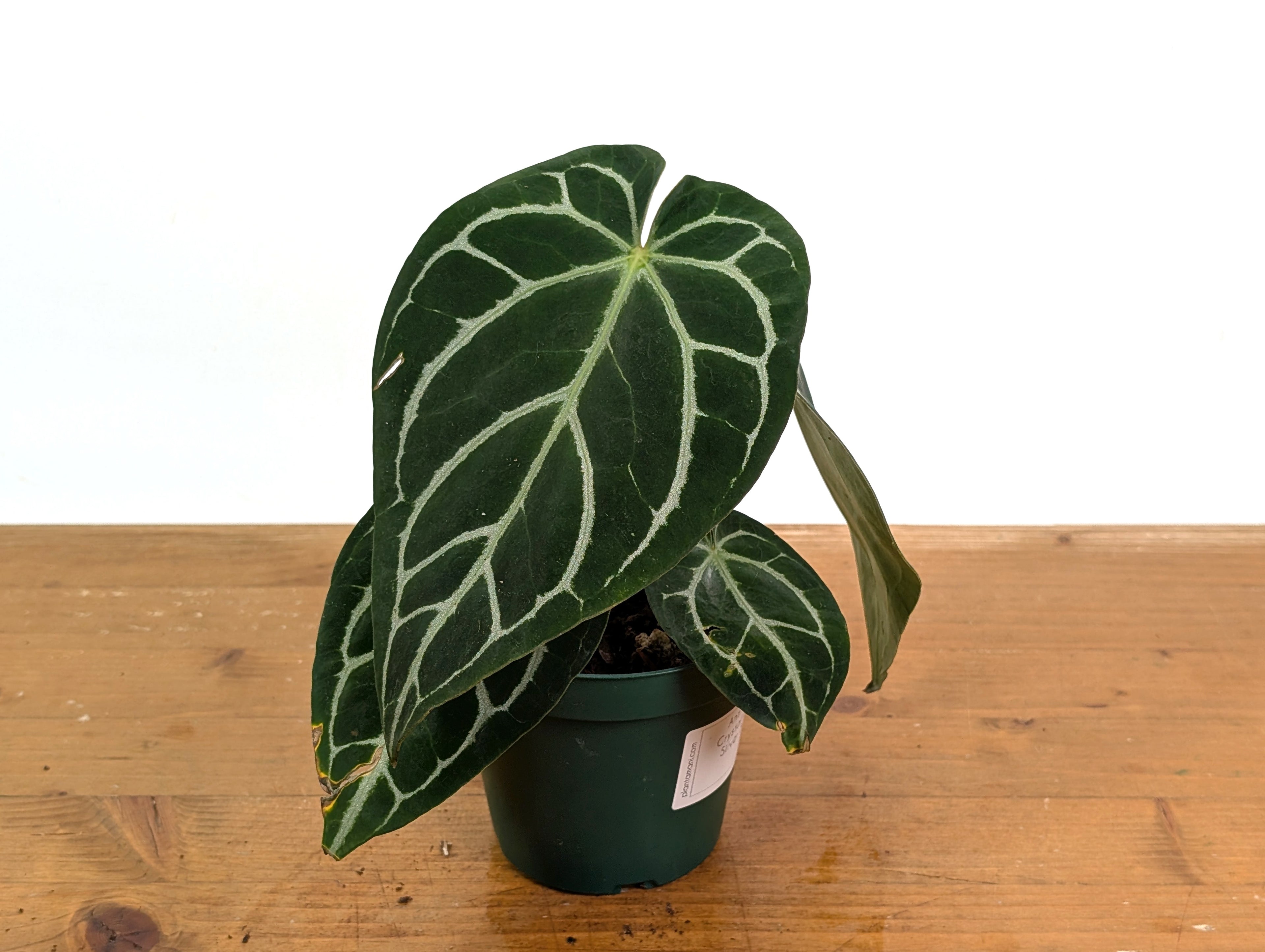 Anthurium Crystallinum x Silver Blush