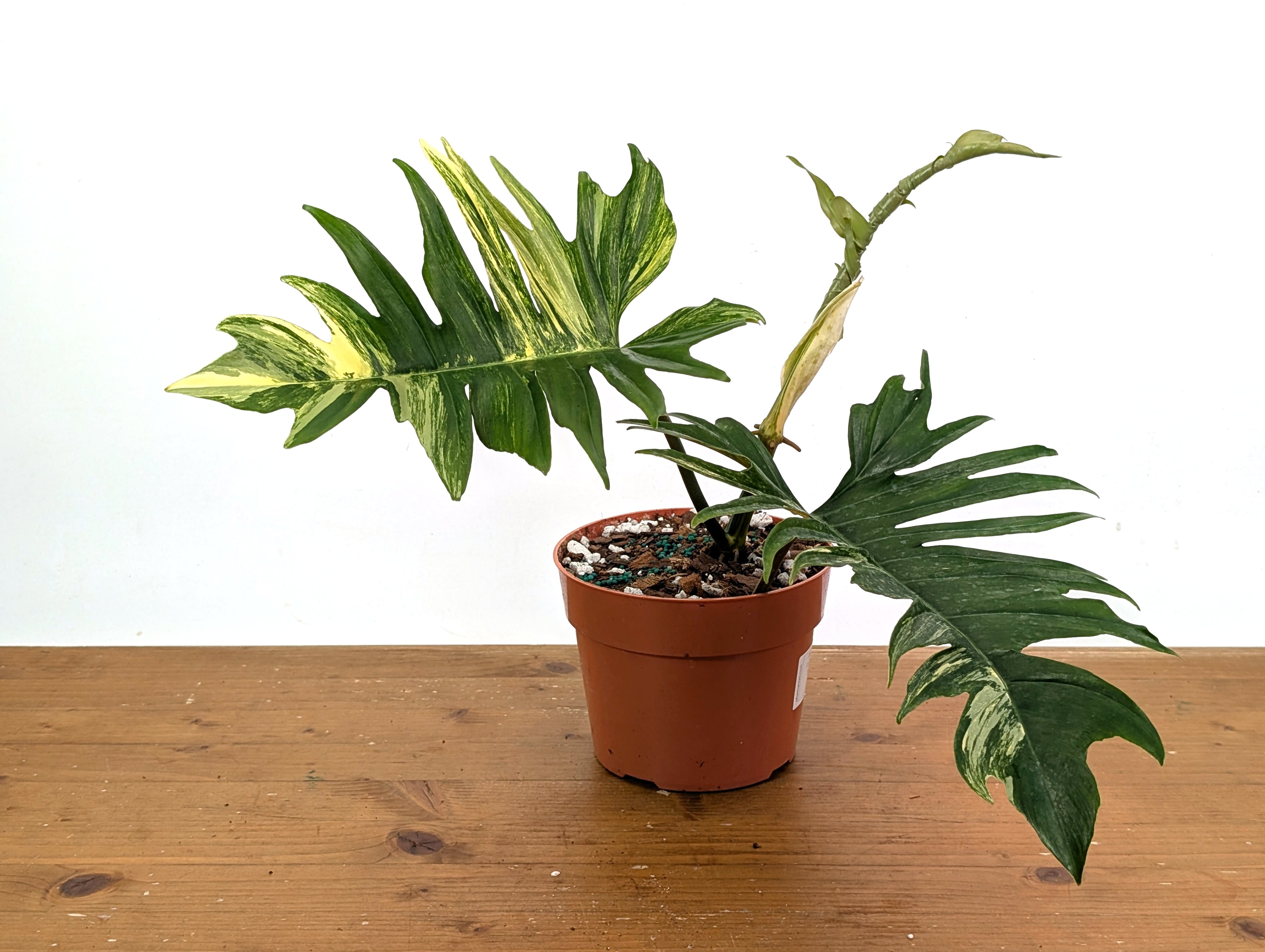 Philodendron Florida Beauty x Tortum Variegated Exact Plant