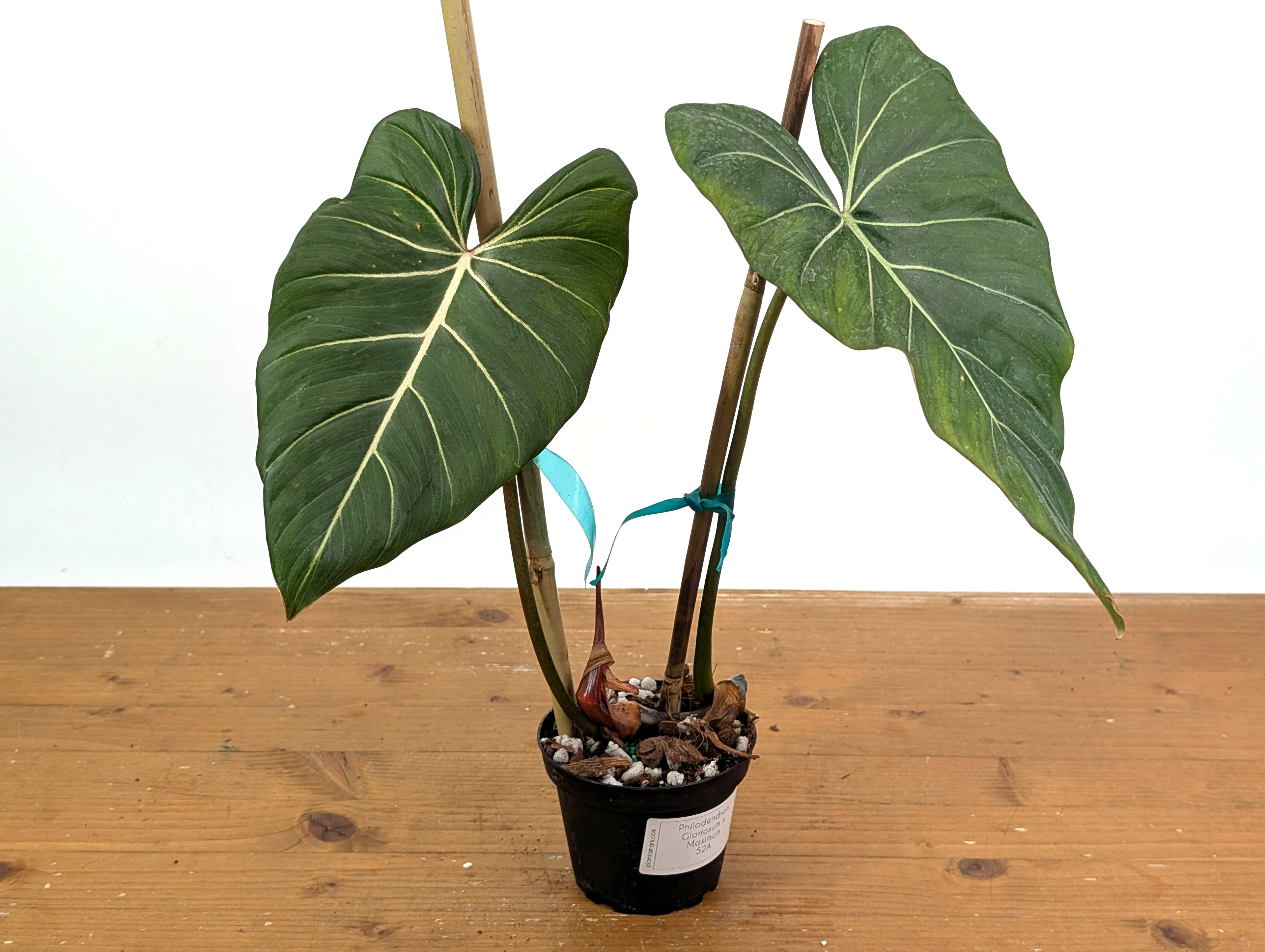 Philodendron Gloriosum x Maximum 4 Inch Pot - Exact