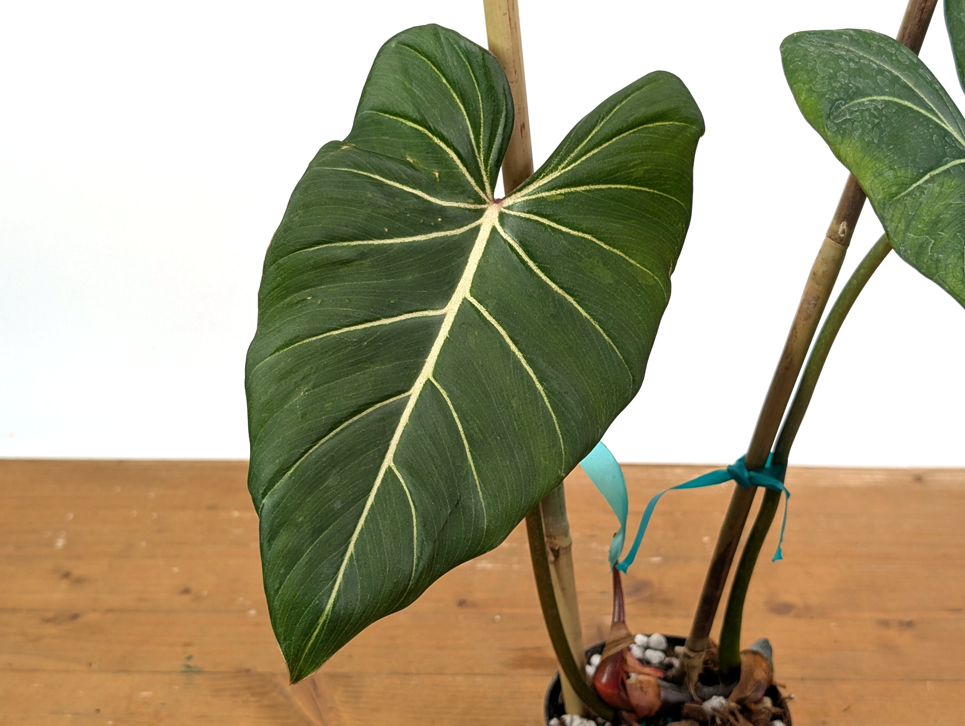 Philodendron Gloriosum x Maximum 4 Inch Pot - Exact