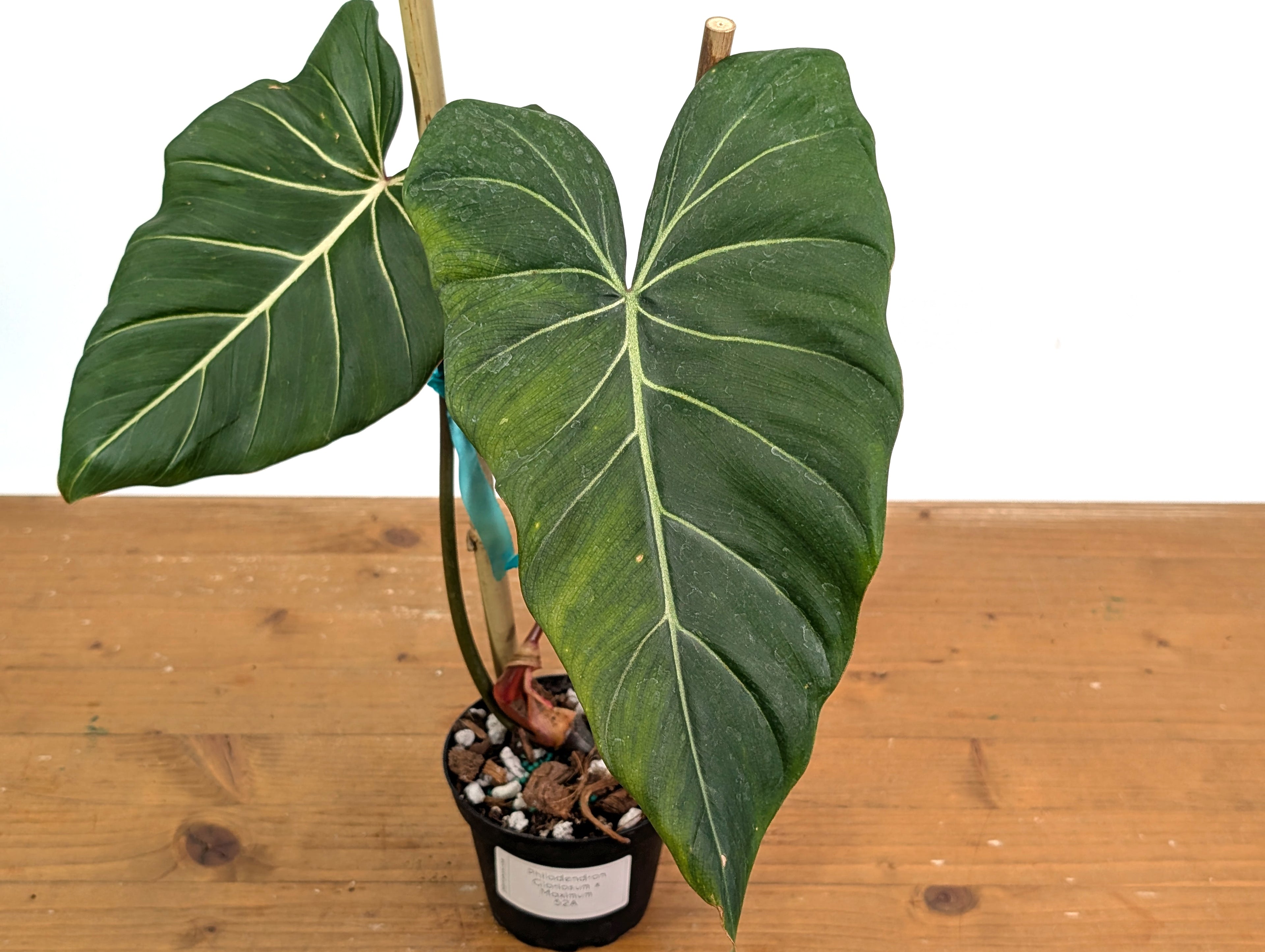 Philodendron Gloriosum x Maximum 4 Inch Pot - Exact