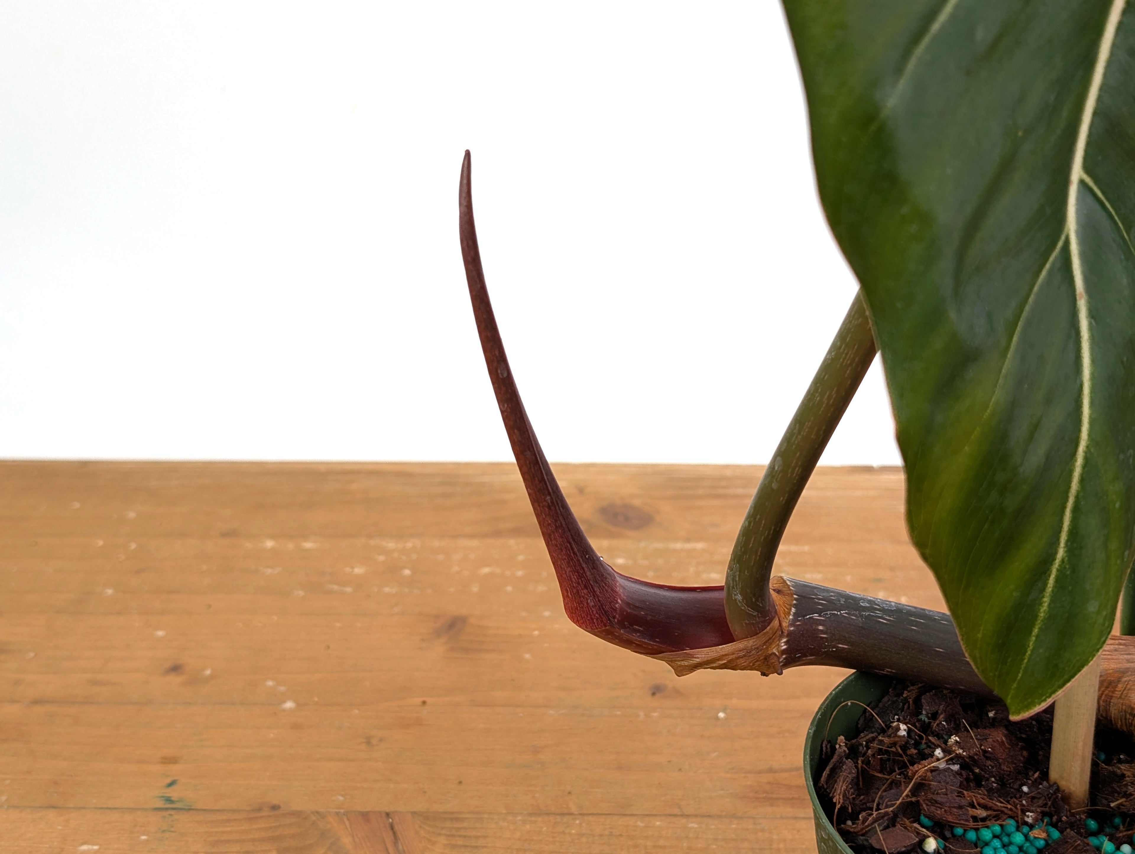 Philodendron Gloriosum x Maximum 4 Inch Pot - Exact