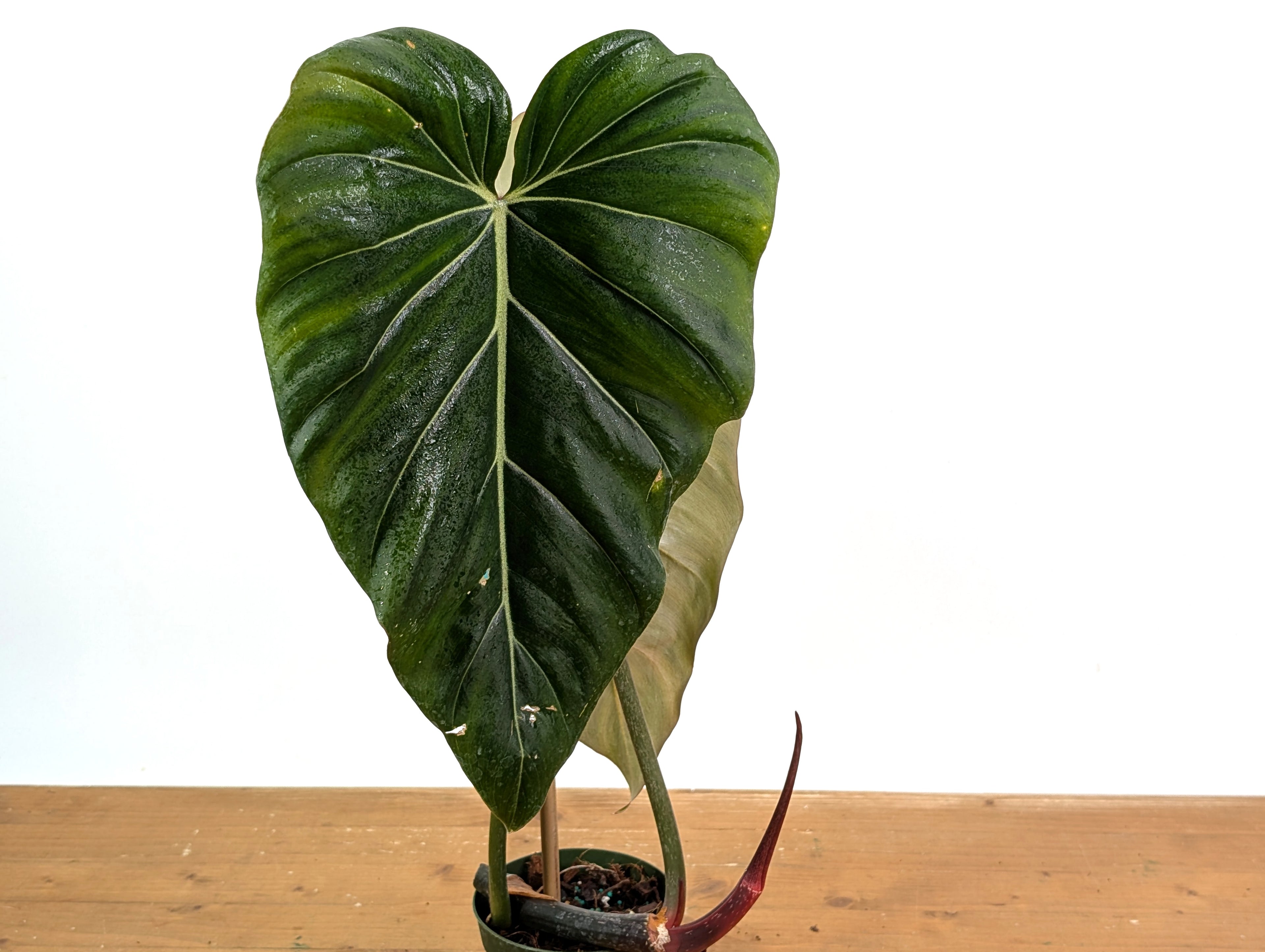Philodendron Gloriosum x Maximum 4 Inch Pot - Exact