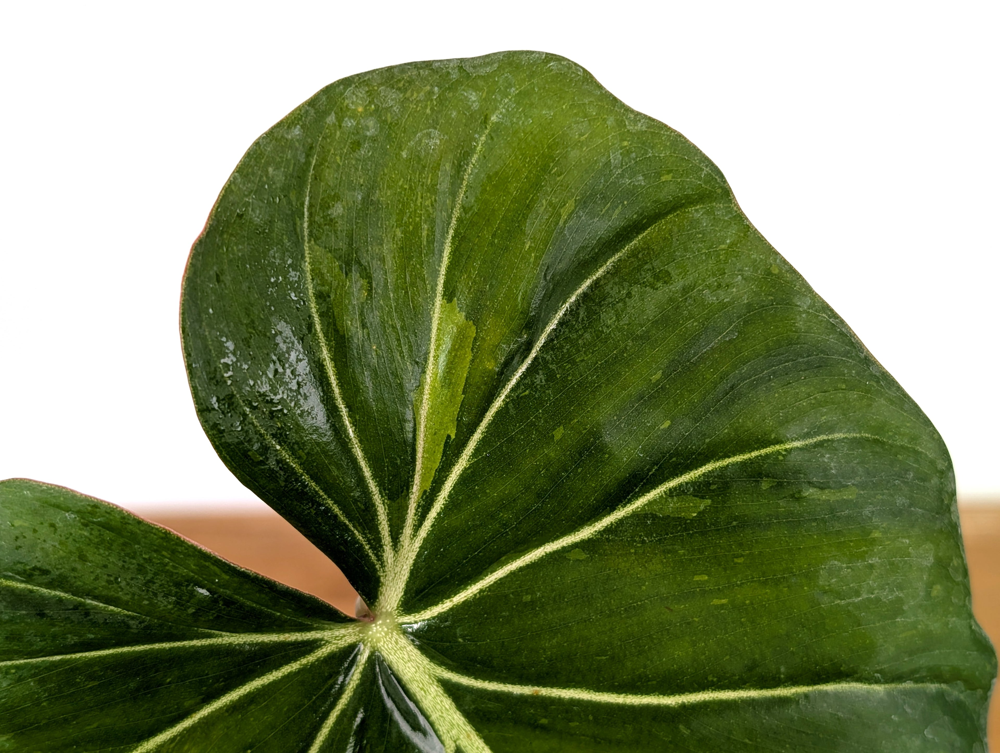 Variegated Philodendron Gloriosum x Maximum - Exact 52C