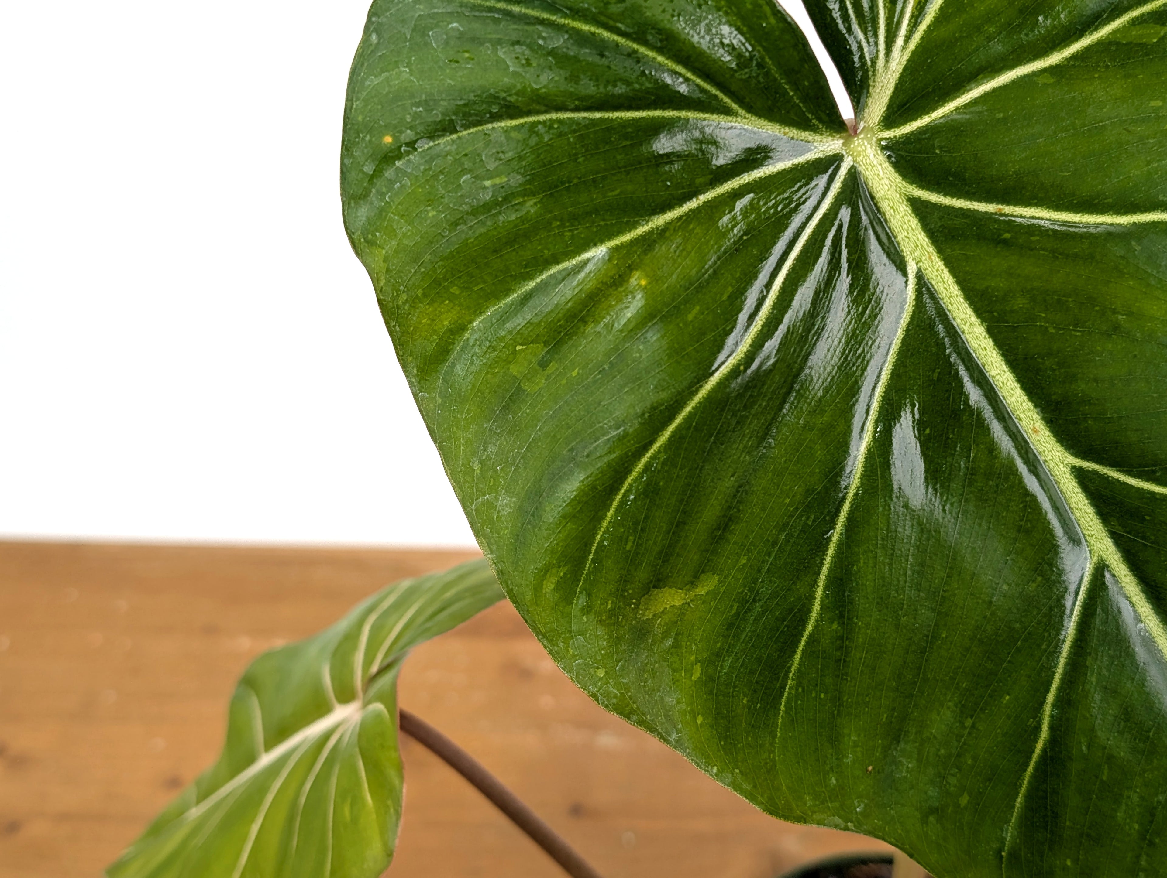 Variegated Philodendron Gloriosum x Maximum - Exact 52C