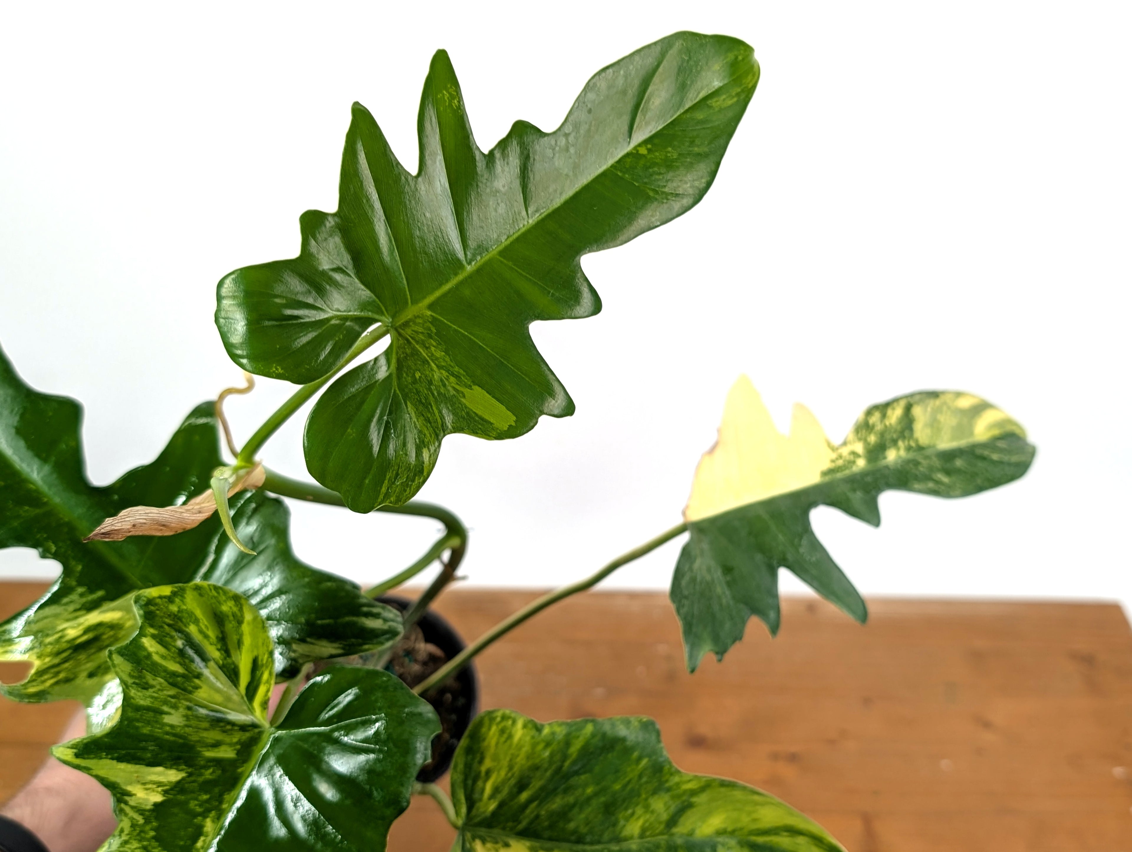 Philodendron Florida Beauty x Mayoi Variegated - Exact Plant Pictured 30A