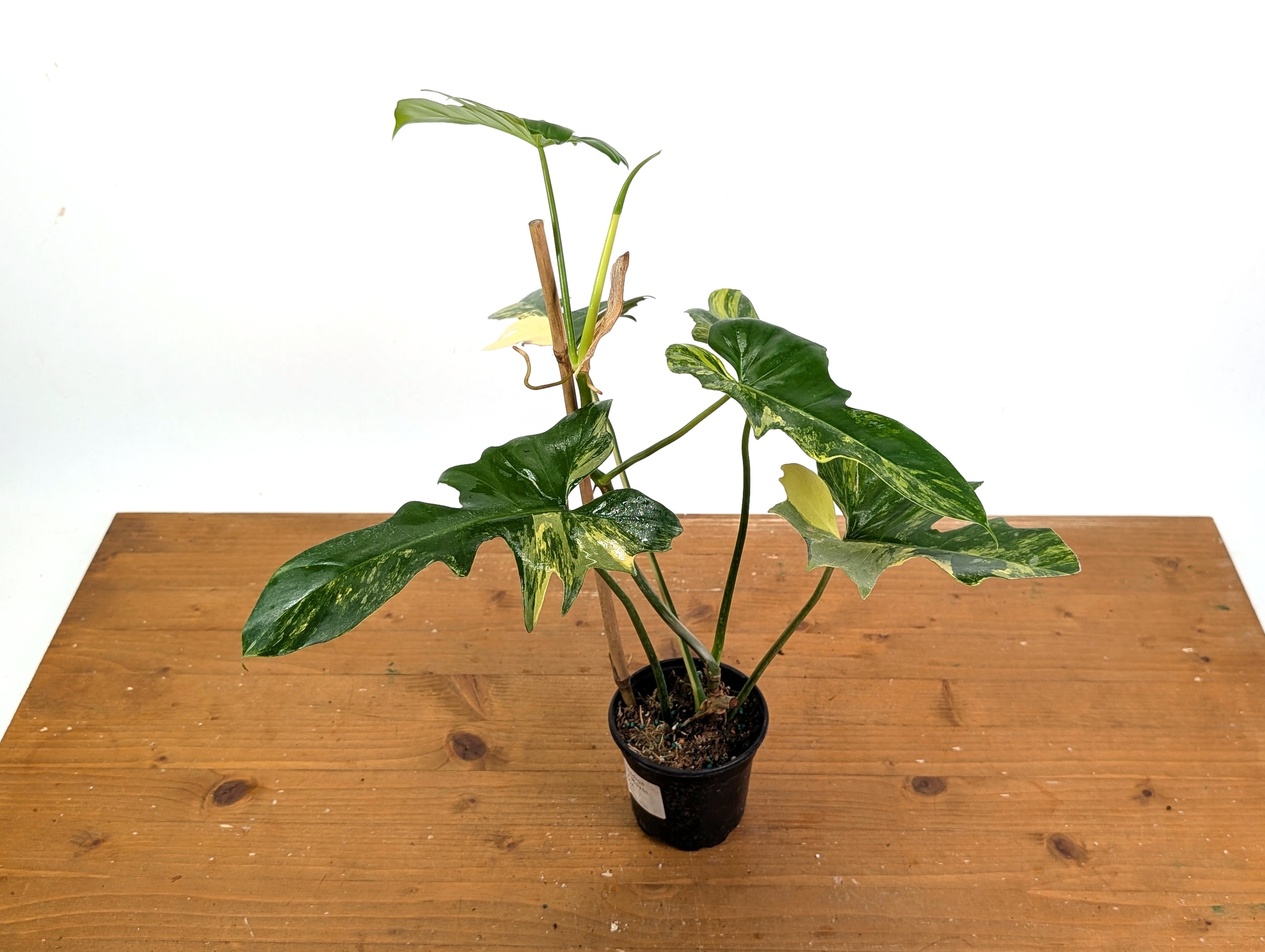 Philodendron Florida Beauty x Mayoi Variegated - Exact Plant Pictured 30A