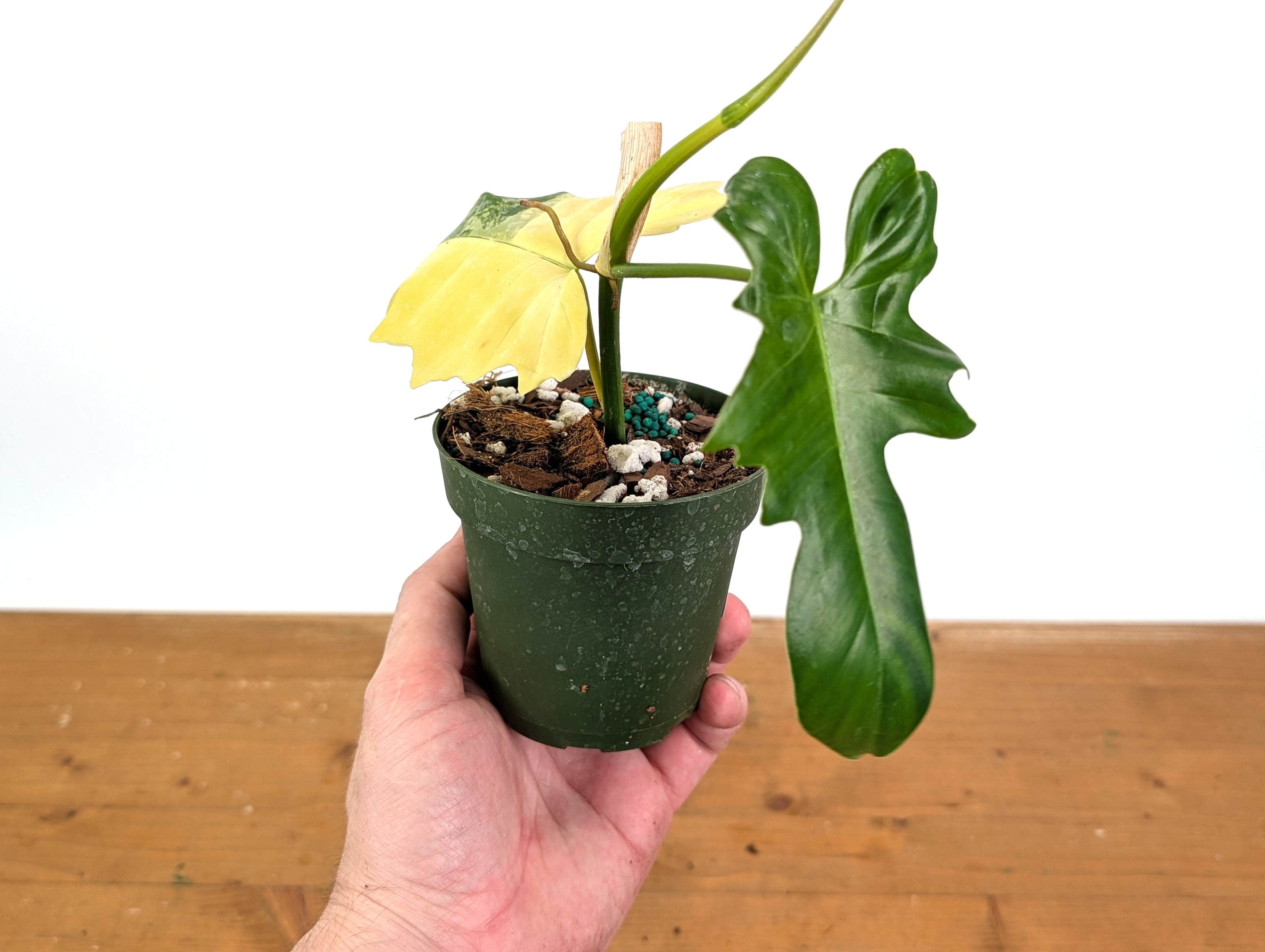 Philodendron Florida Beauty x Mayoi Variegated - Exact Plant