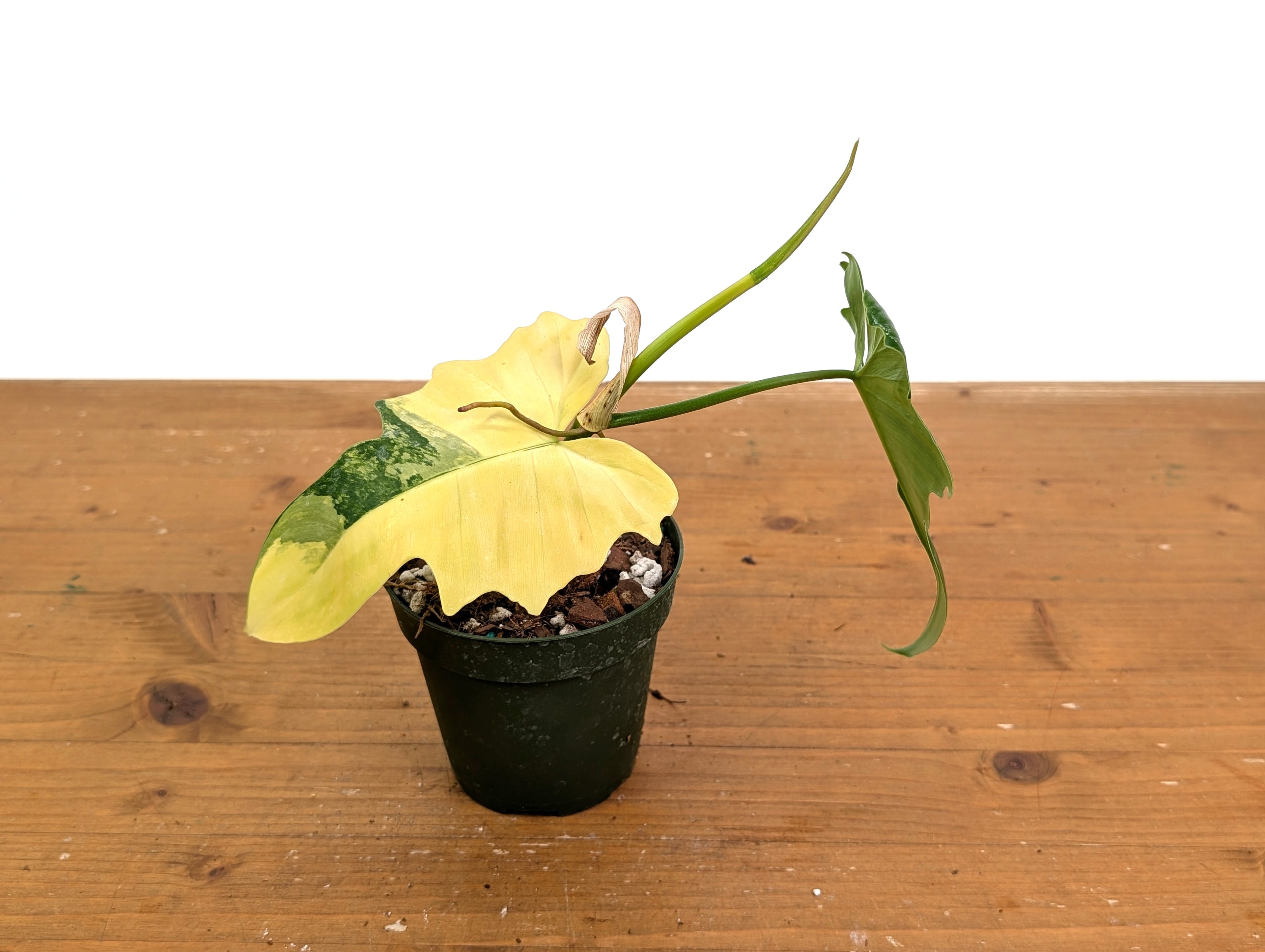 Philodendron Florida Beauty x Mayoi Variegated - Exact Plant