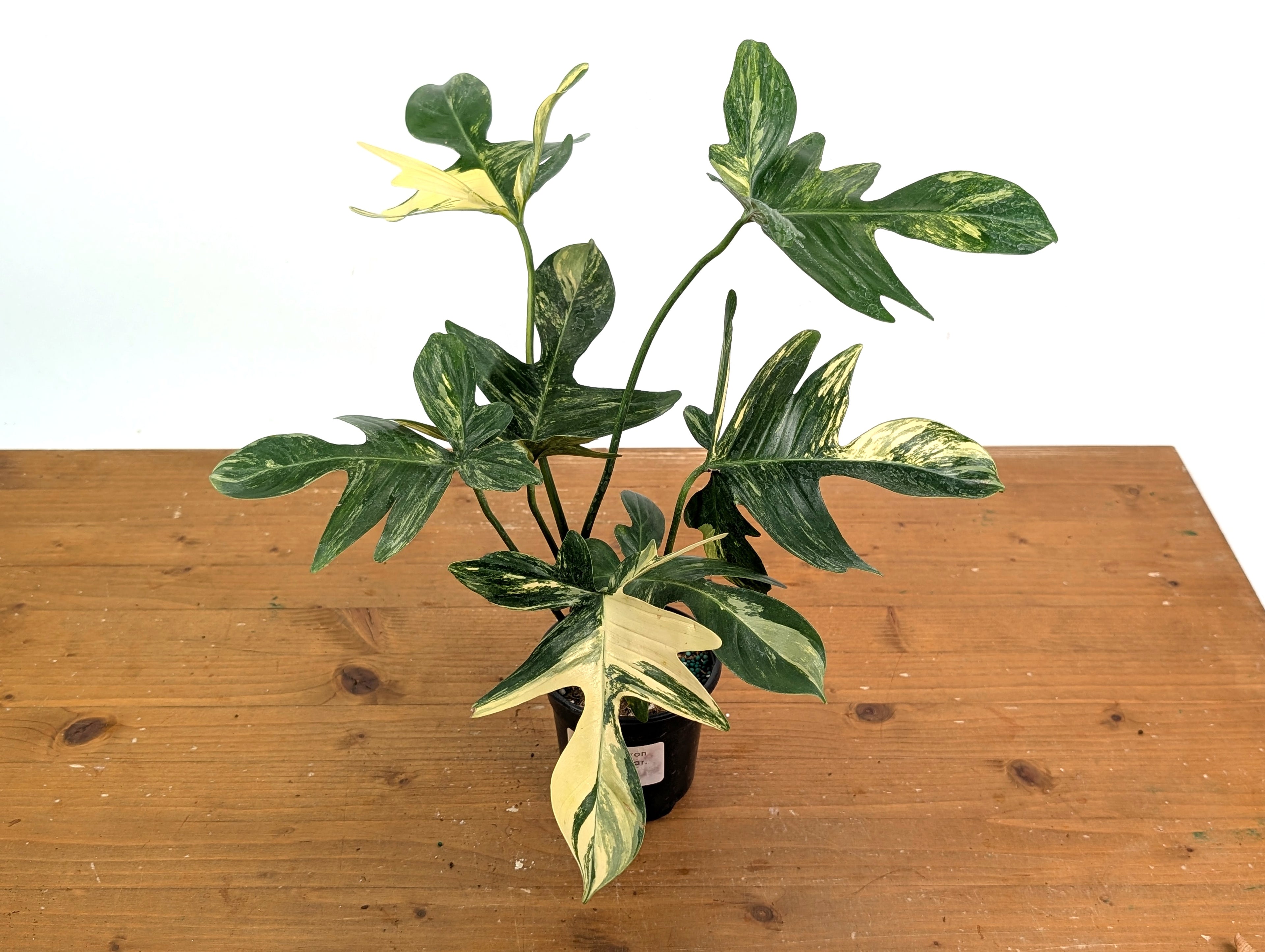Philodendron Pedatum Variegated - Exact Plant
