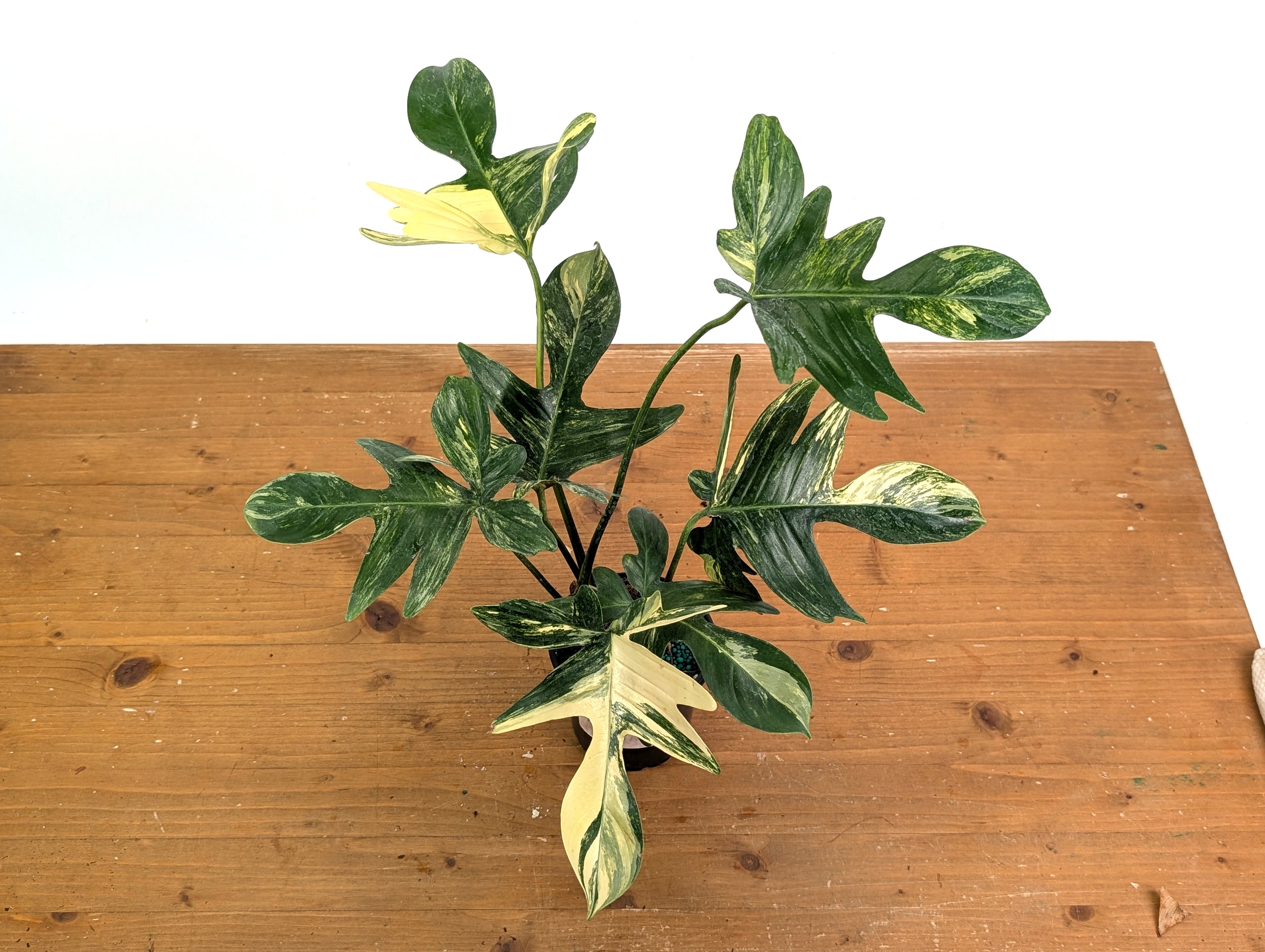 Philodendron Pedatum Variegated - Exact Plant