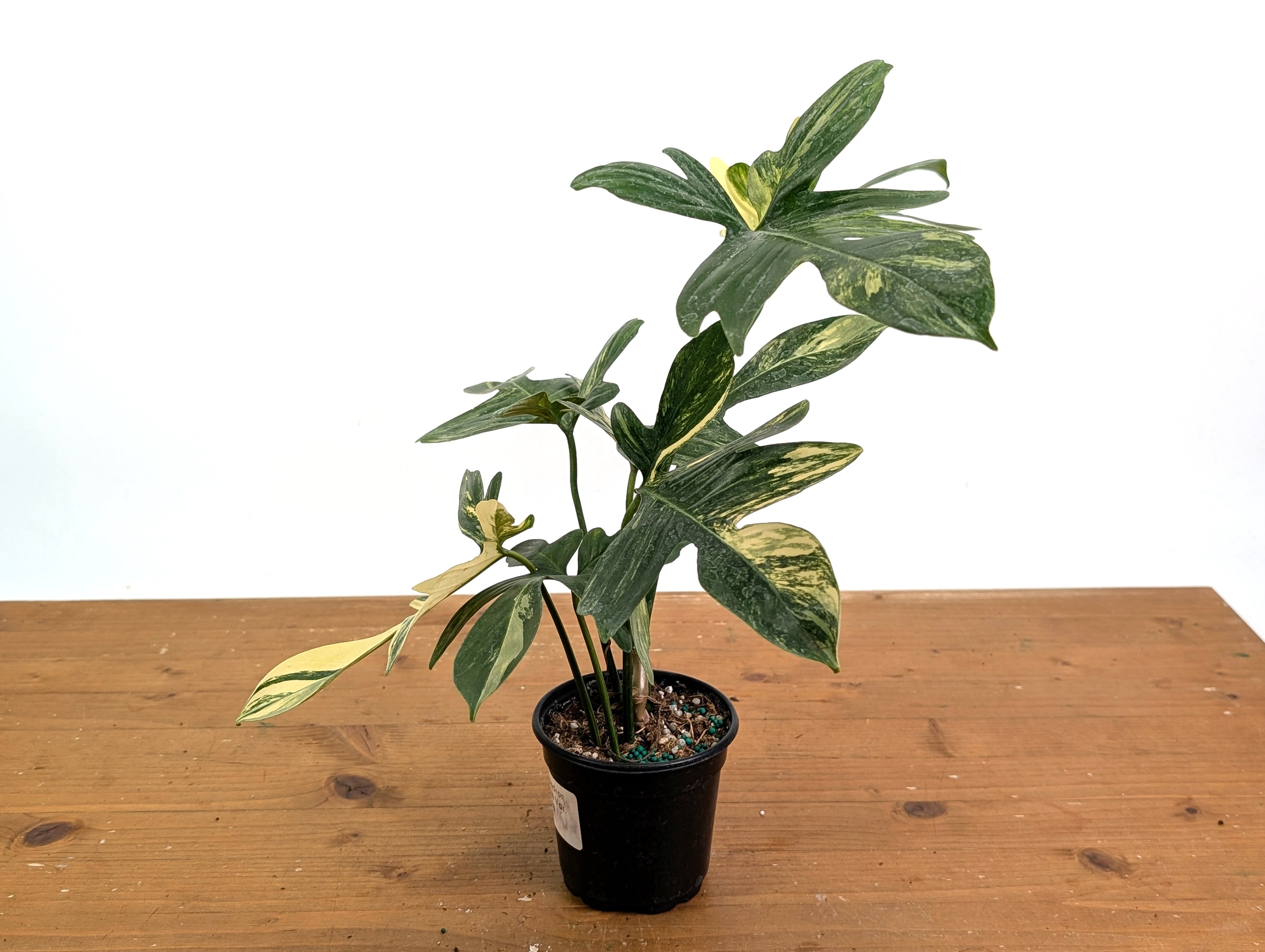 Philodendron Pedatum Variegated - Exact Plant
