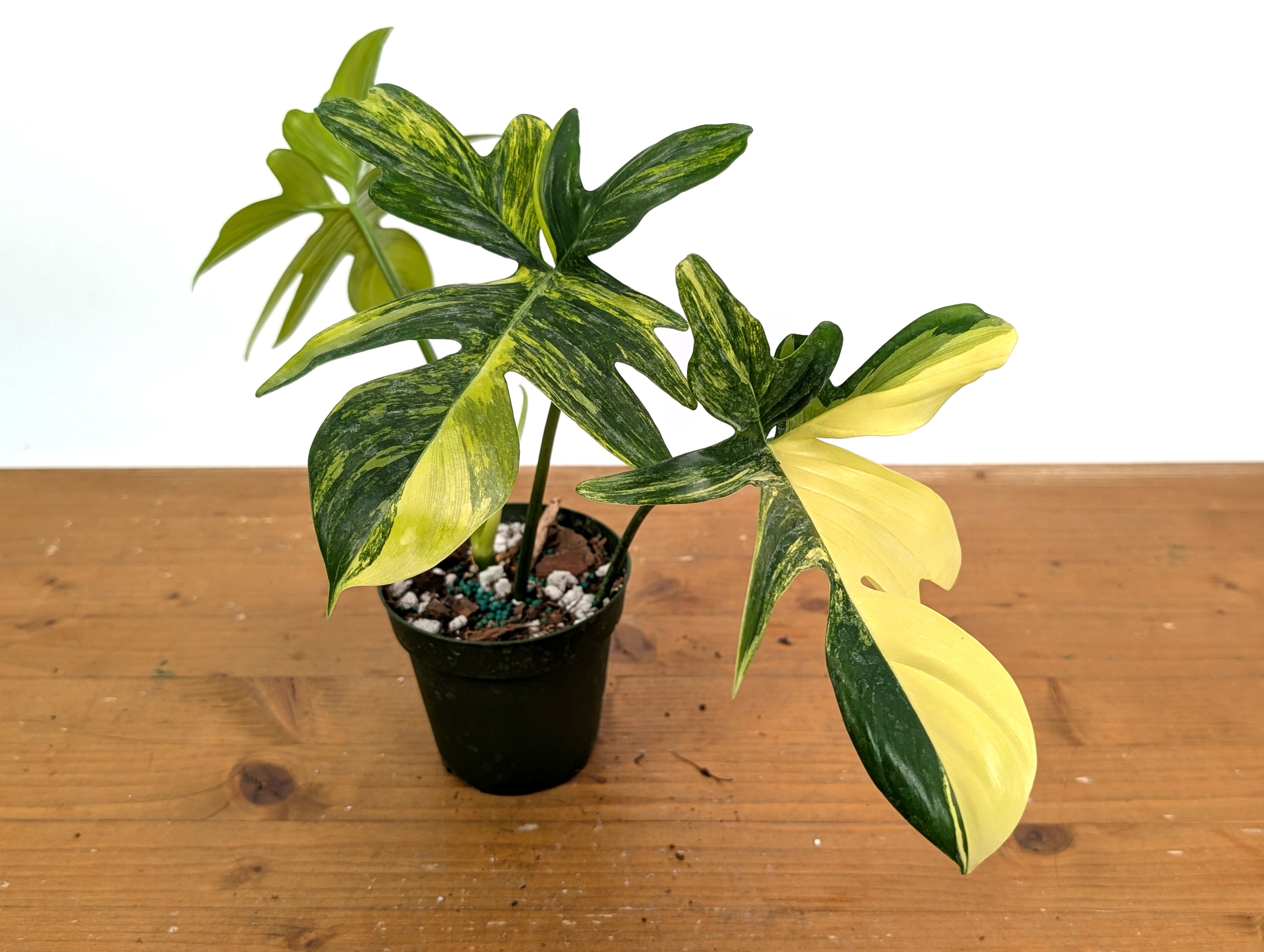 Philodendron Pedatum Variegated - Exact Plant