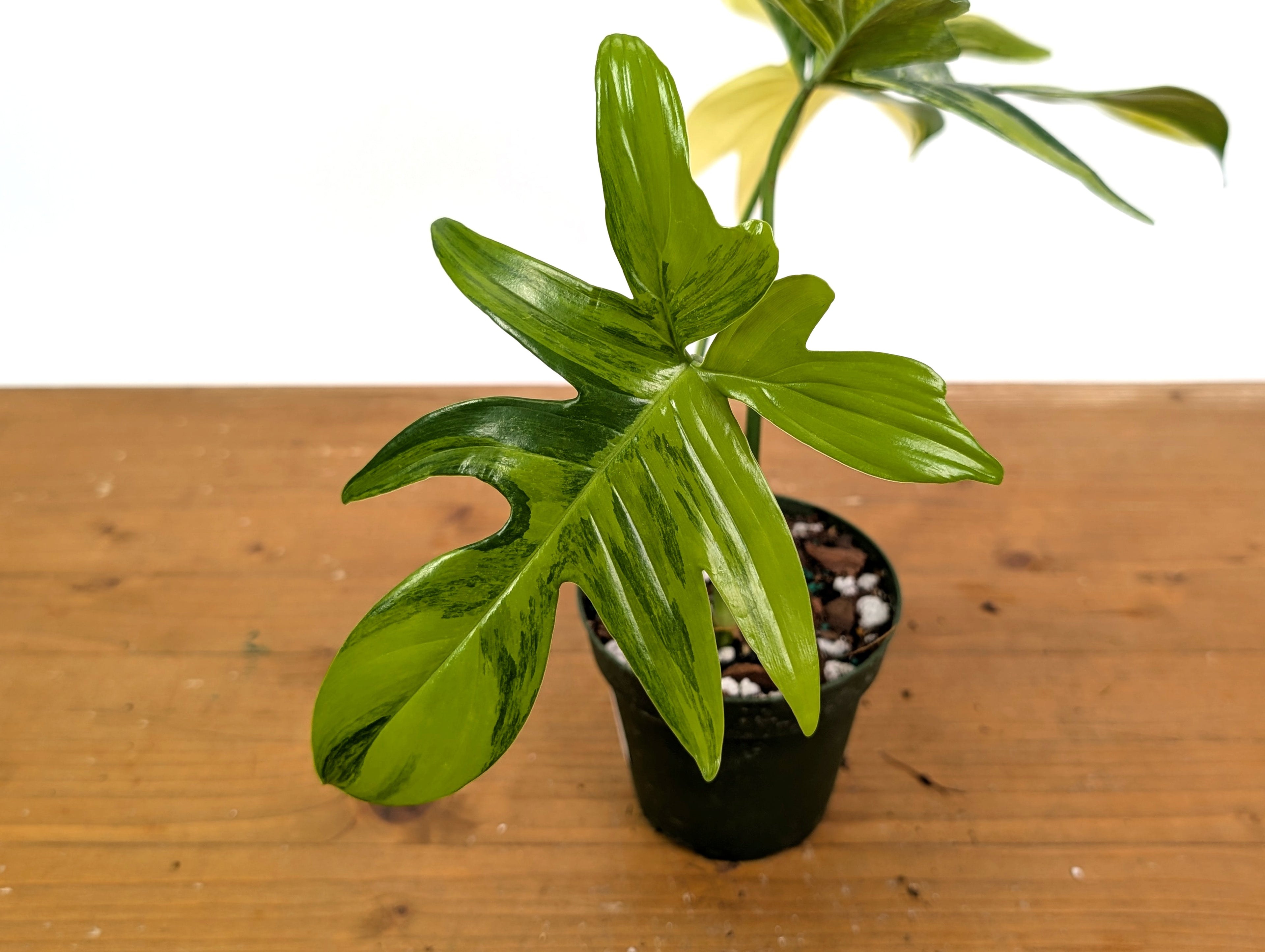 Philodendron Pedatum Variegated - Exact Plant