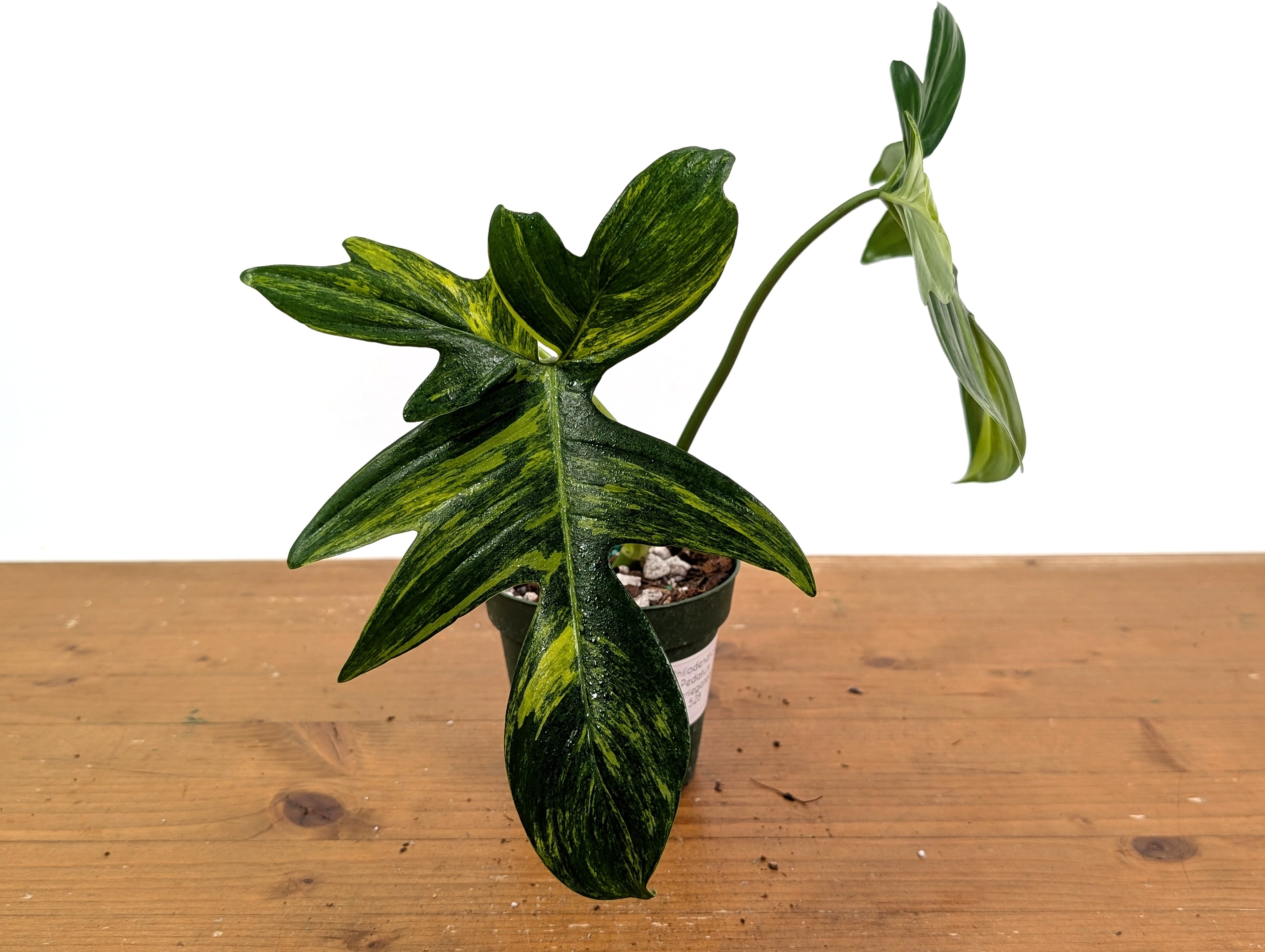 Philodendron Pedatum Variegated - Exact Plant