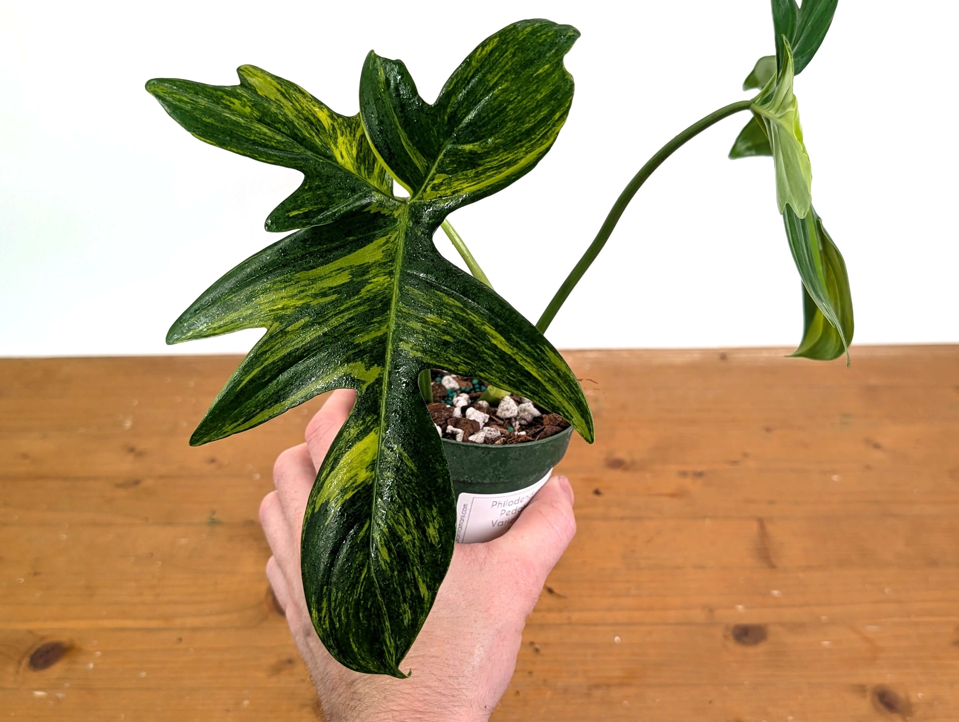 Philodendron Pedatum Variegated - Exact Plant