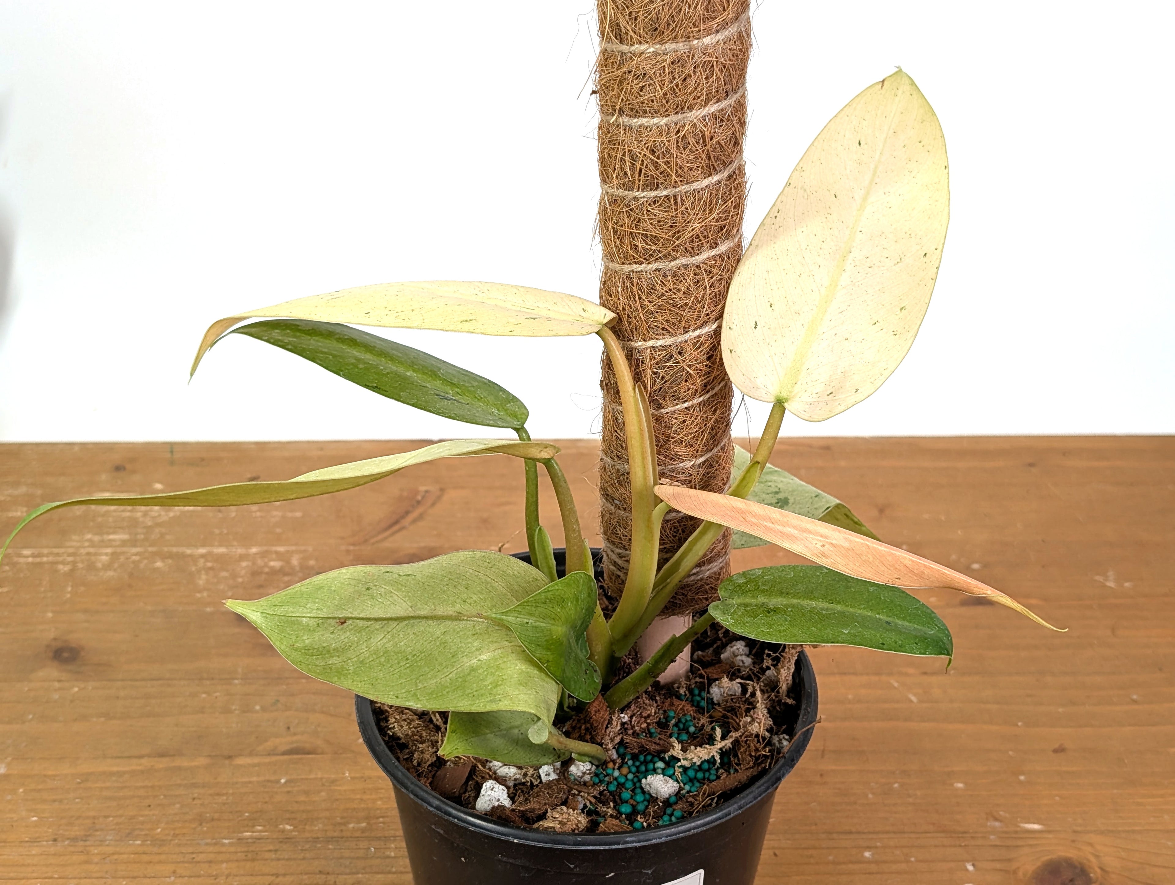 Philodendron Whipple Way Variegated