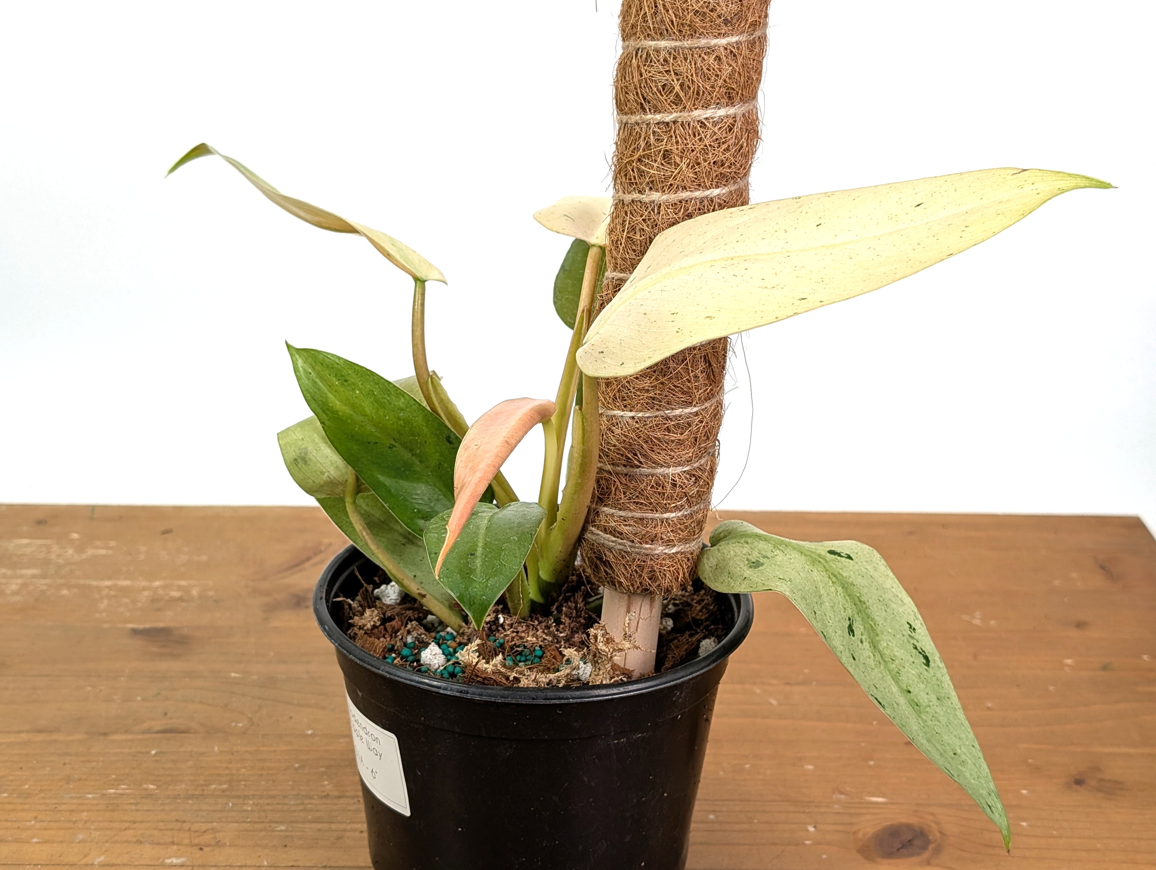 Philodendron Whipple Way Variegated