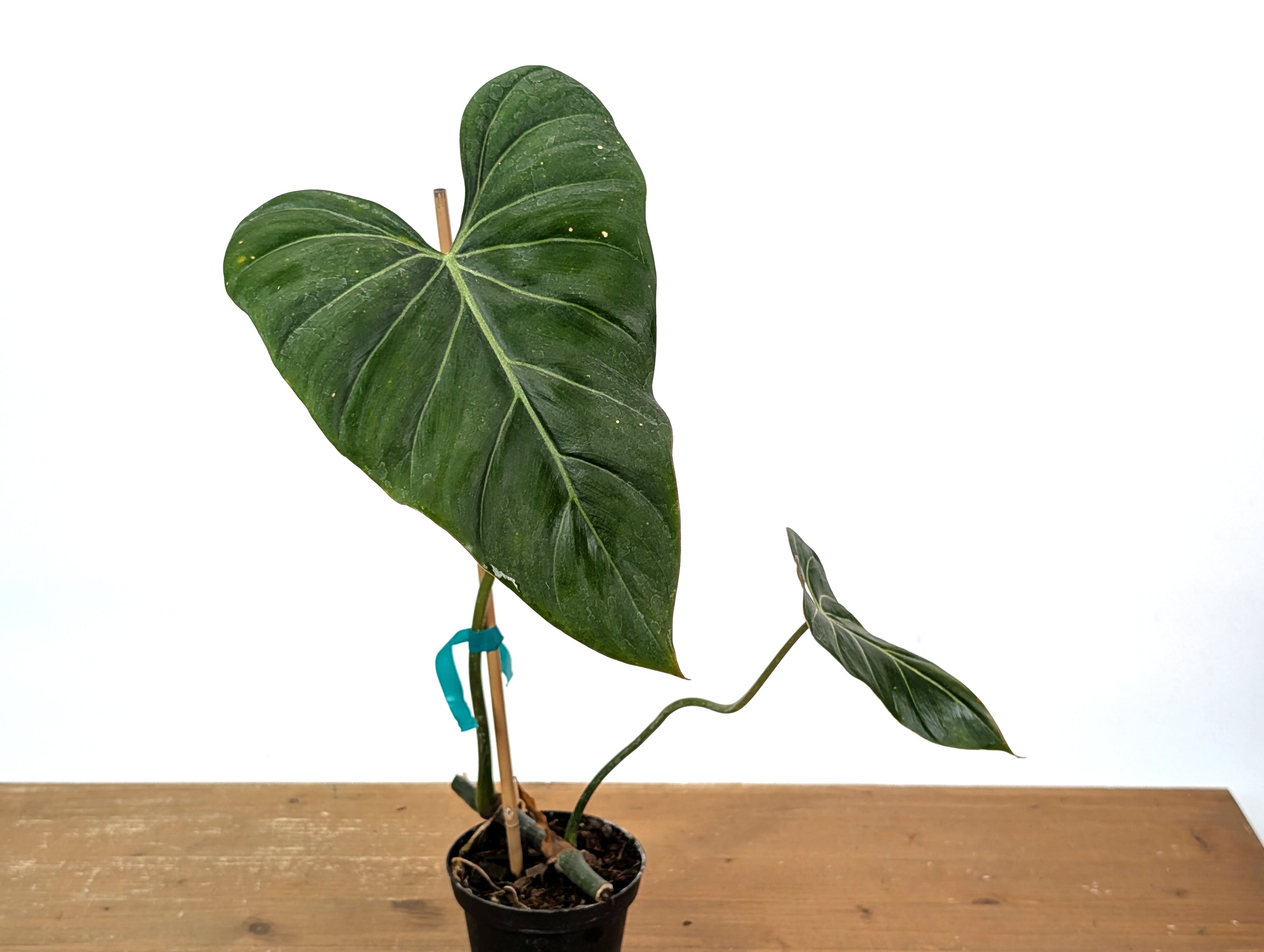 Variegated Philodendron Gloriosum x Maximum - Exact 01A