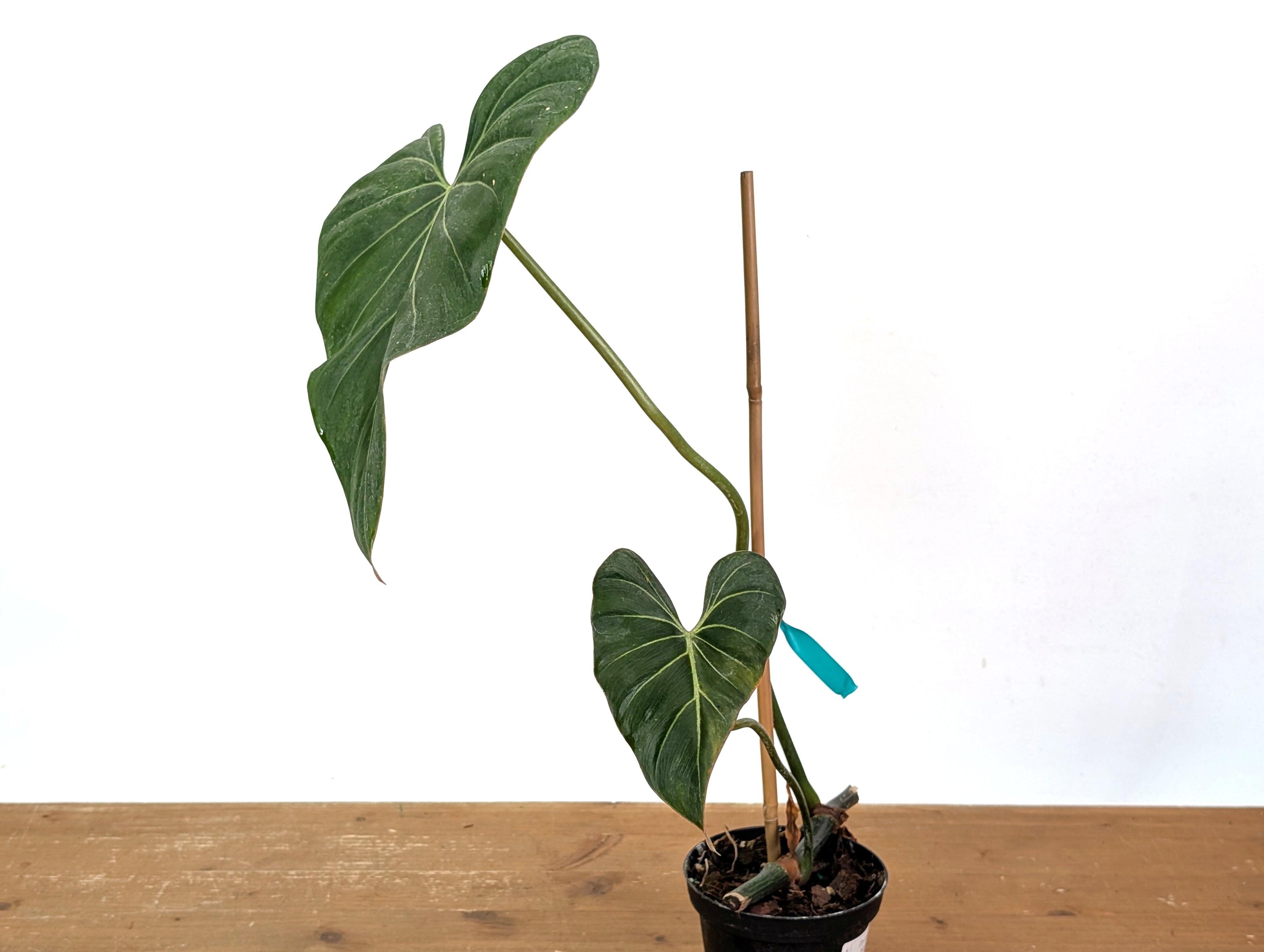 Variegated Philodendron Gloriosum x Maximum - Exact 01A