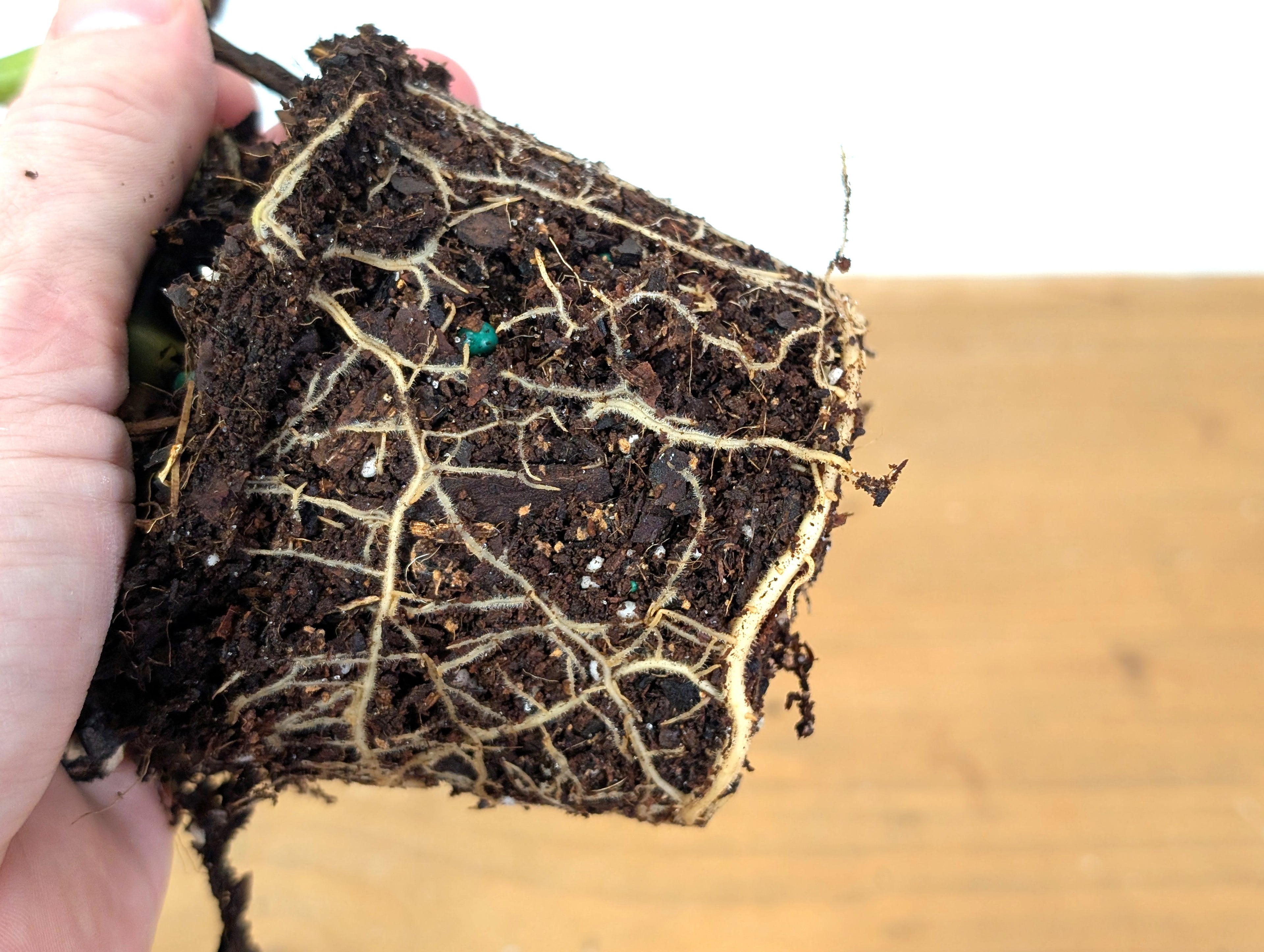 Variegated Philodendron Gloriosum x Maximum - Exact 01A