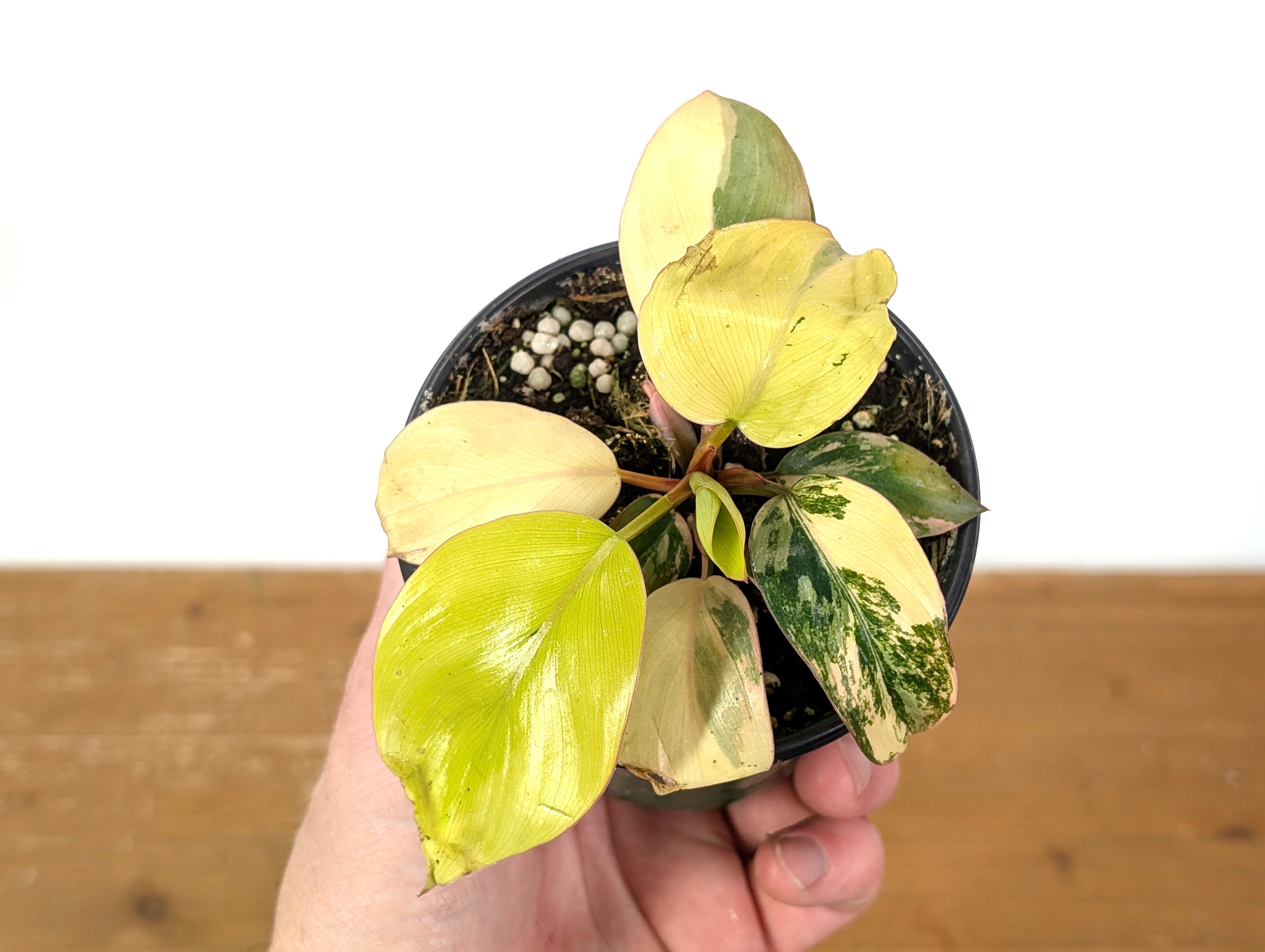 Philodendron Rojo Congo Variegated EXACT Plant