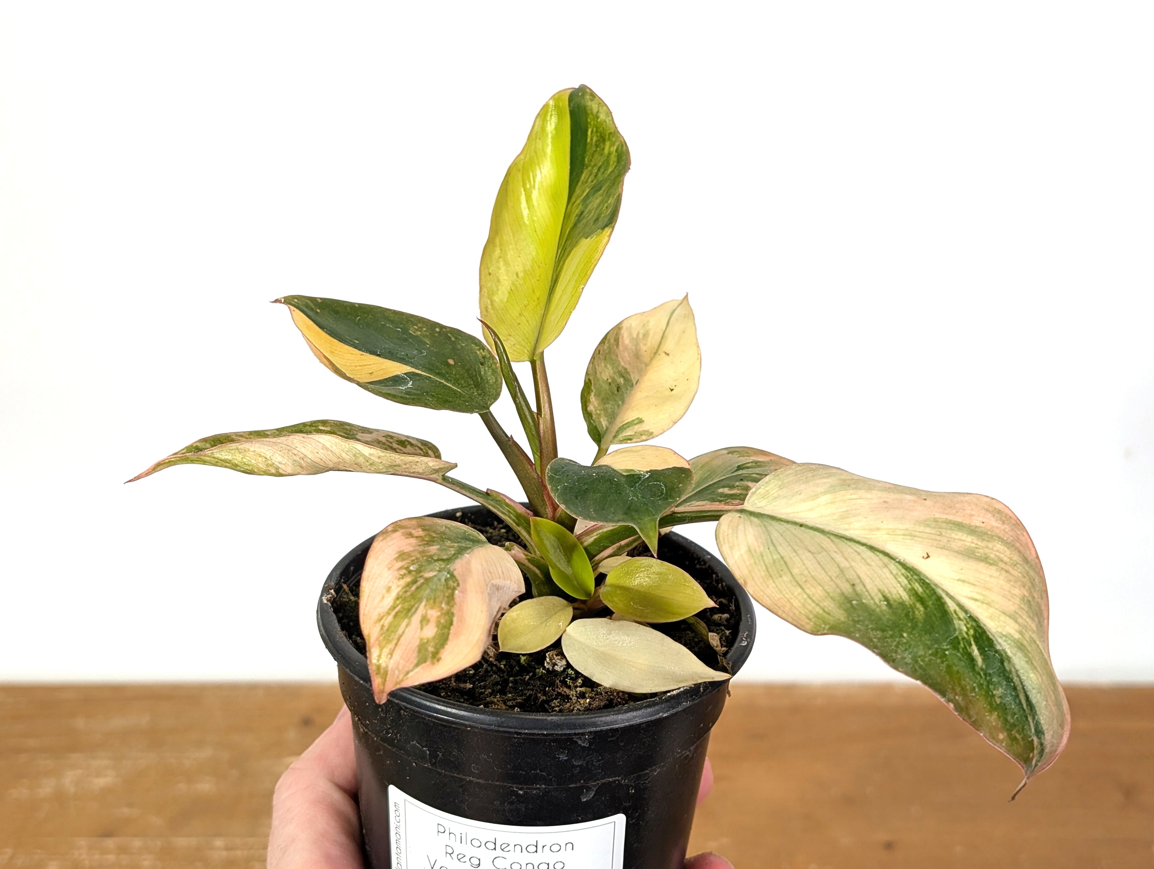 Philodendron Rojo Congo Variegated EXACT Plant