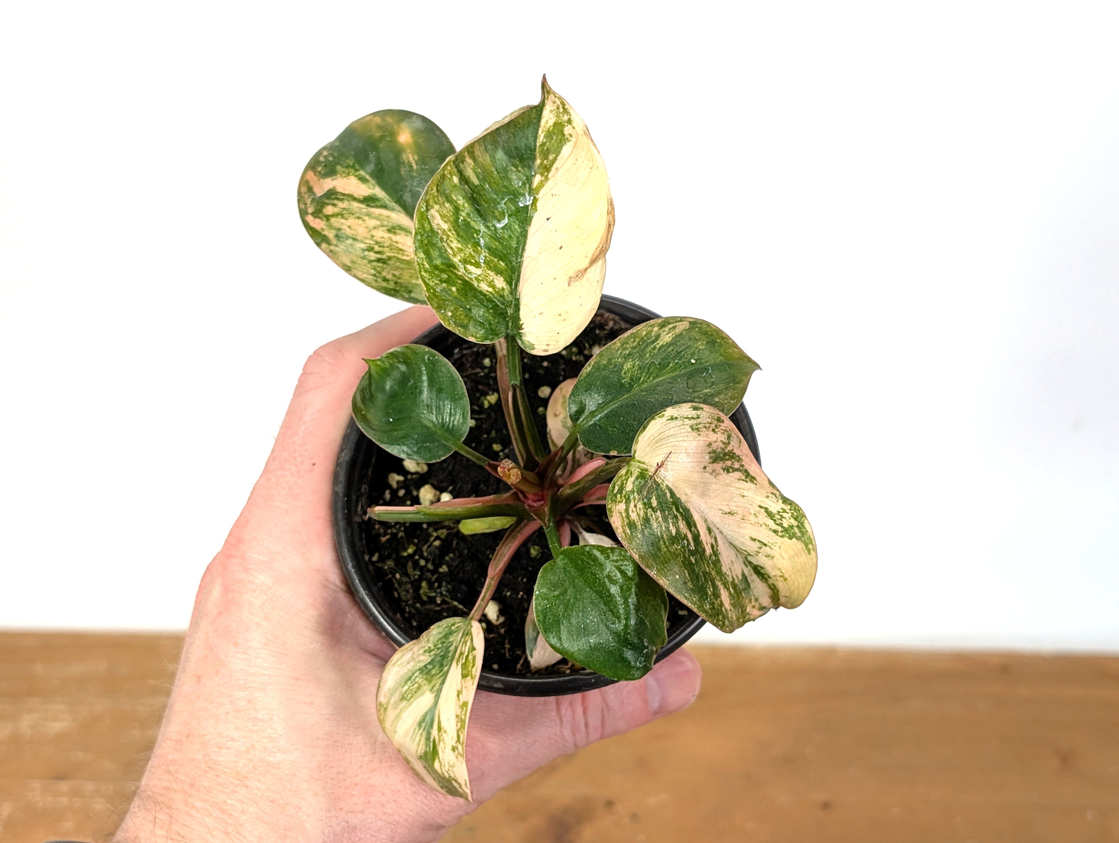 Philodendron Rojo Congo Variegated EXACT Plant