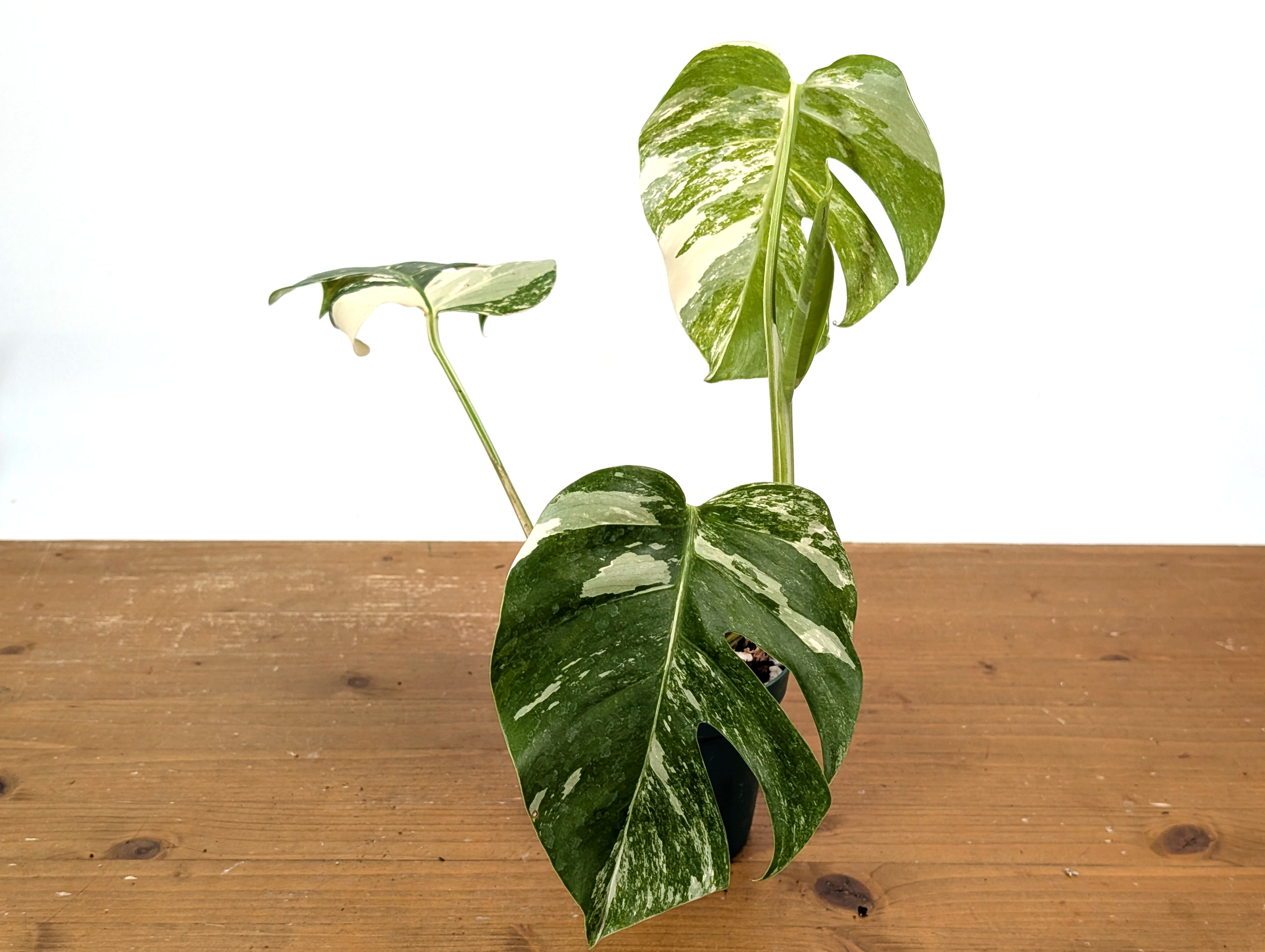 Monstera Albo Borsigniana (Exact Plant 01C)