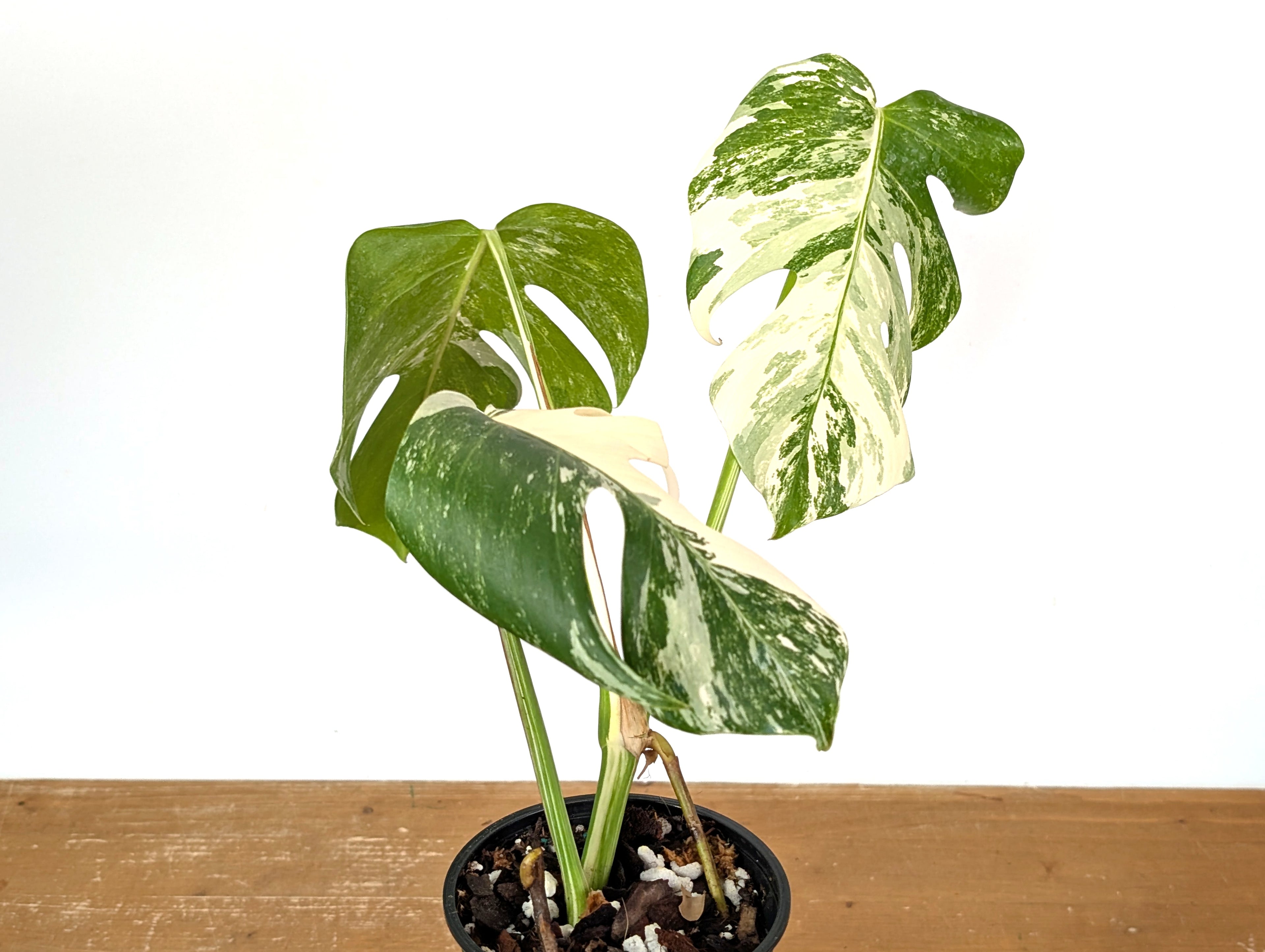 Monstera Albo Borsigniana (Exact Plant 01D)