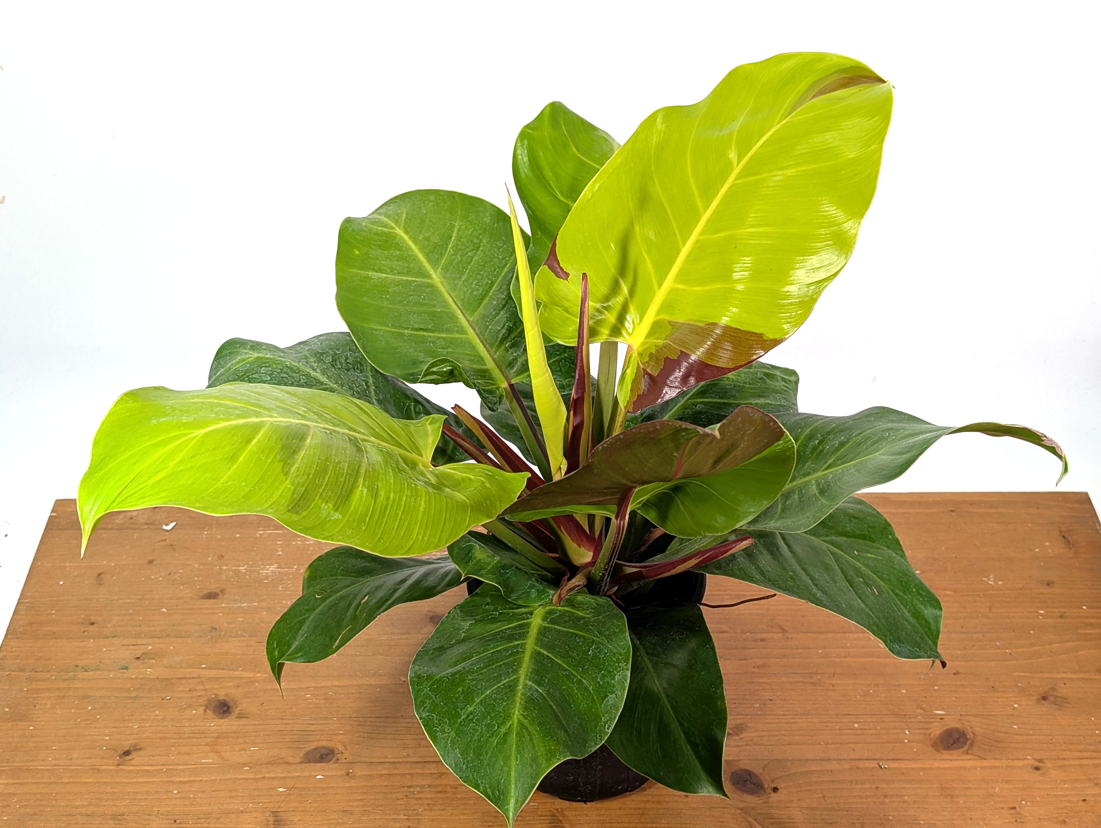 Philodendron Yellow Flame - Exact Plant