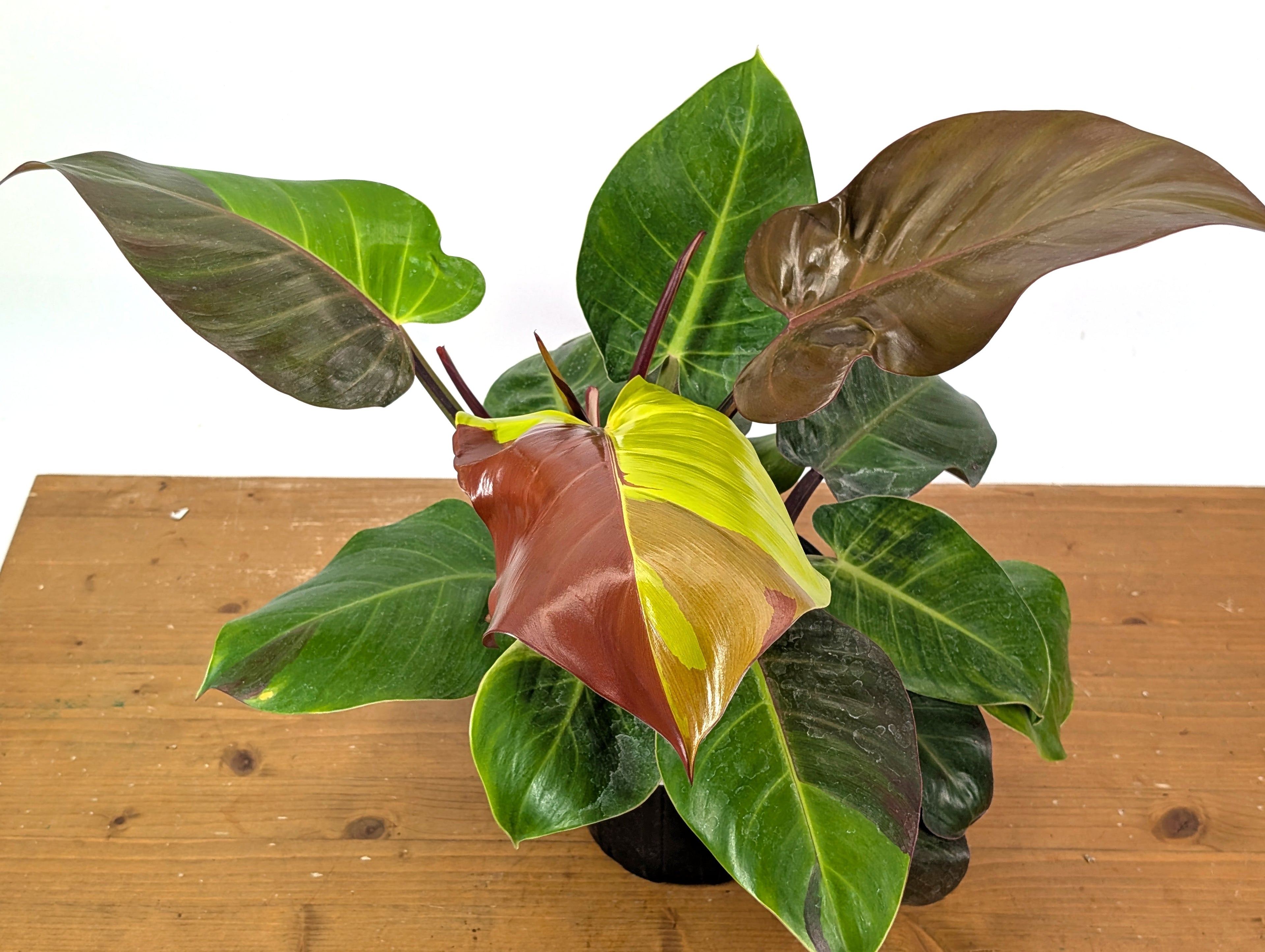 Philodendron Yellow Flame - Exact Plant