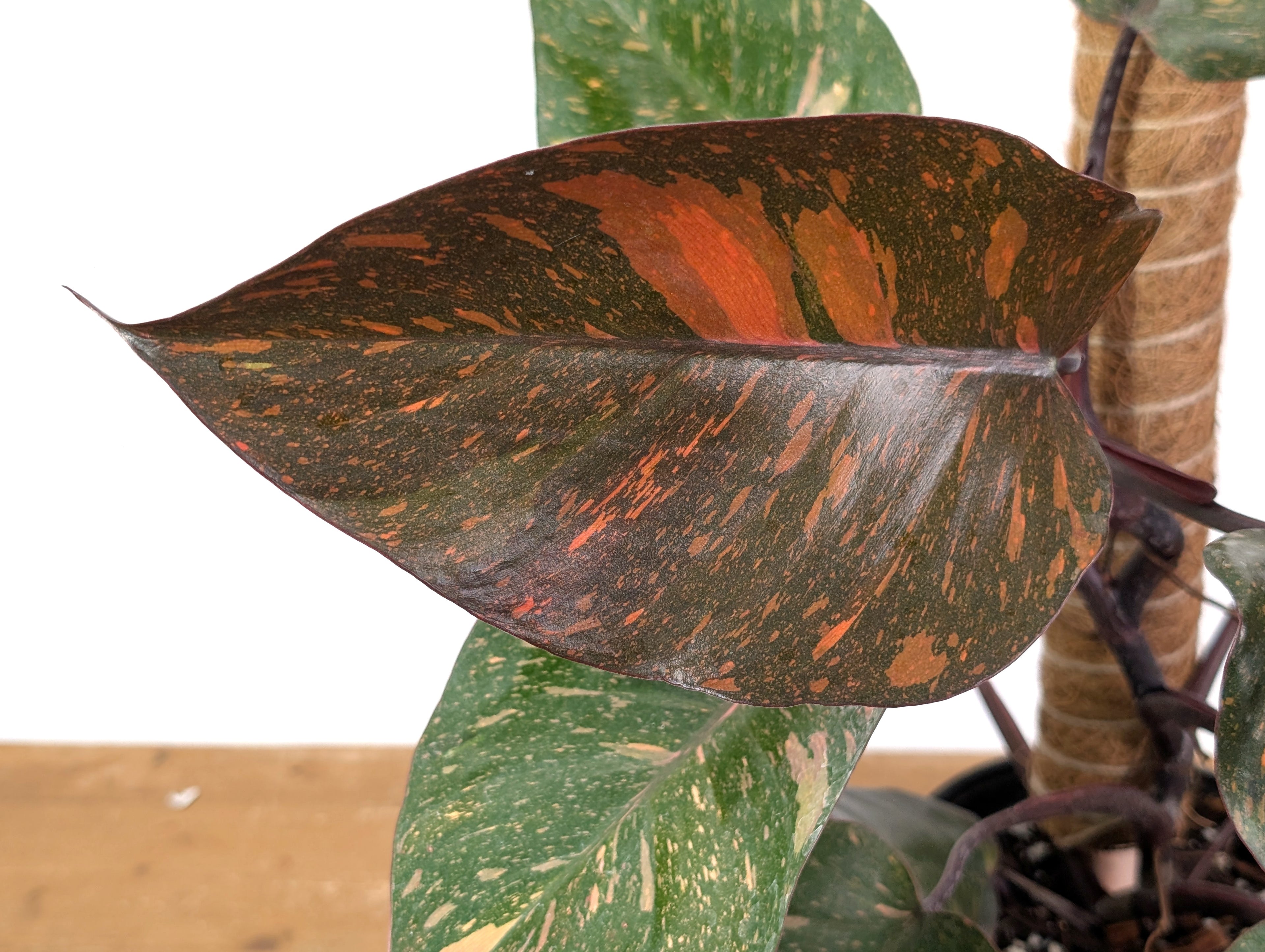 Philodendron Orange Princess Marble - Exact Plant