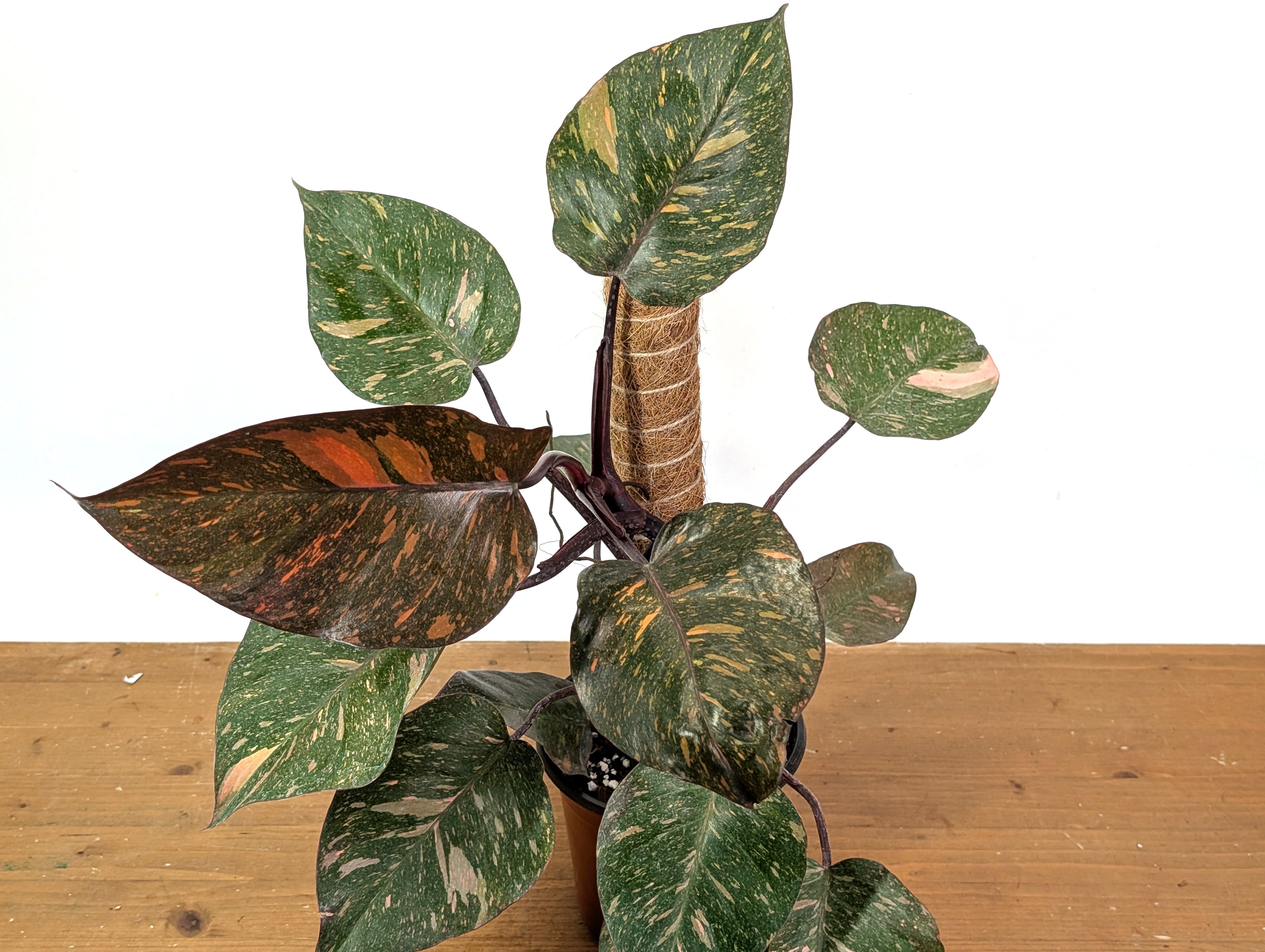 Philodendron Orange Princess Marble - Exact Plant
