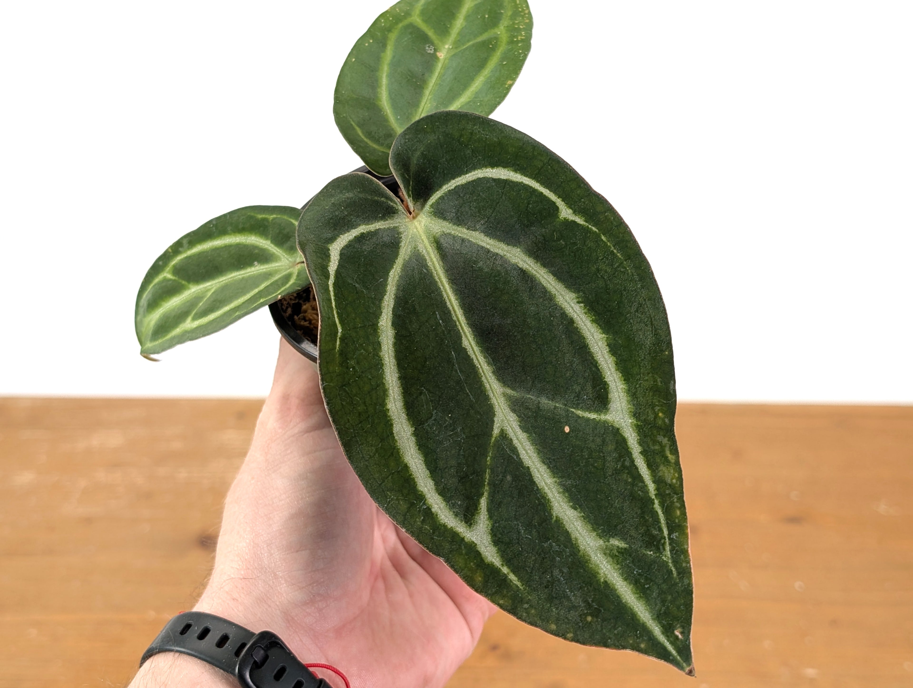 Anthurium Carlablackiae