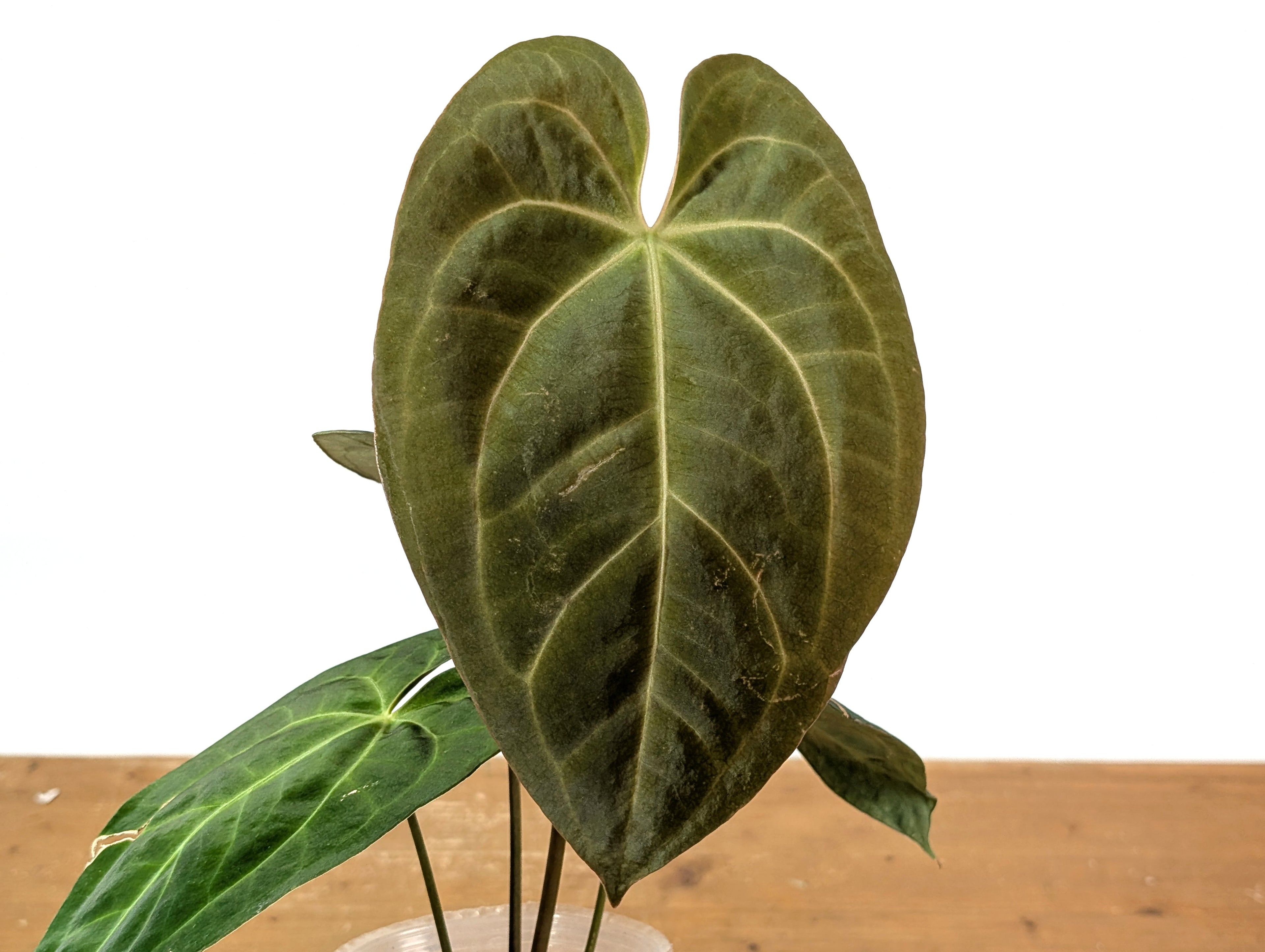 Anthurium Crystallinum x Papillilaminum