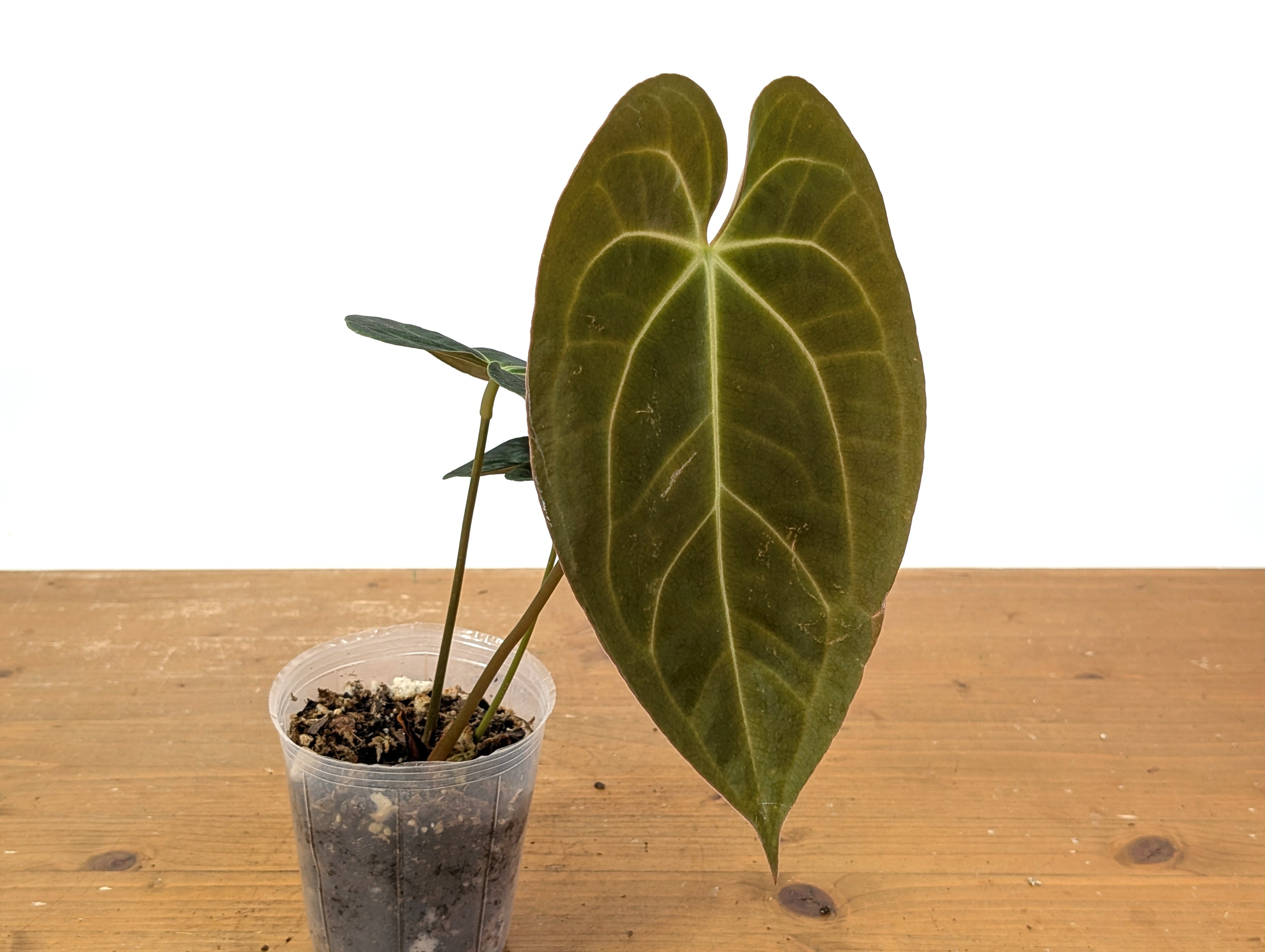 Anthurium Crystallinum x Papillilaminum