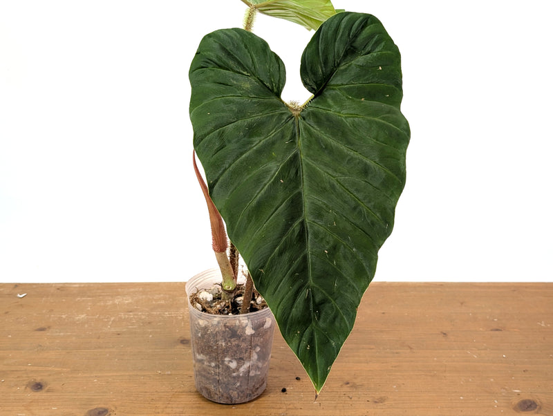 Philodendron Serpens x Verrucosum