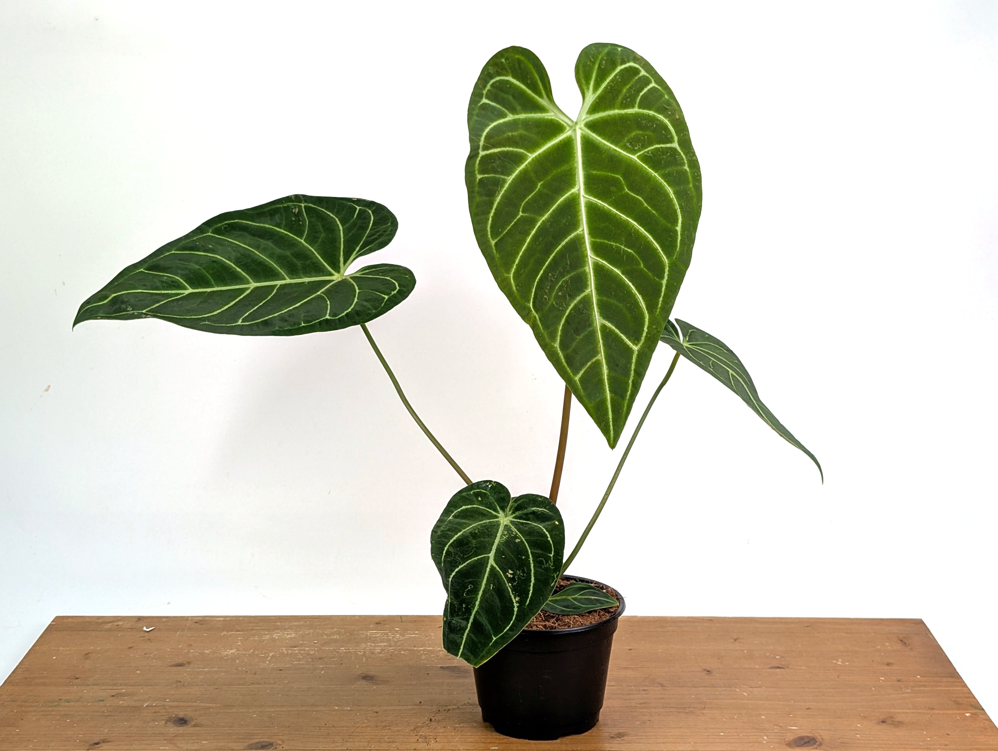 Anthurium Regale - 4 inch and 6 inch pots – Plantamani Plants