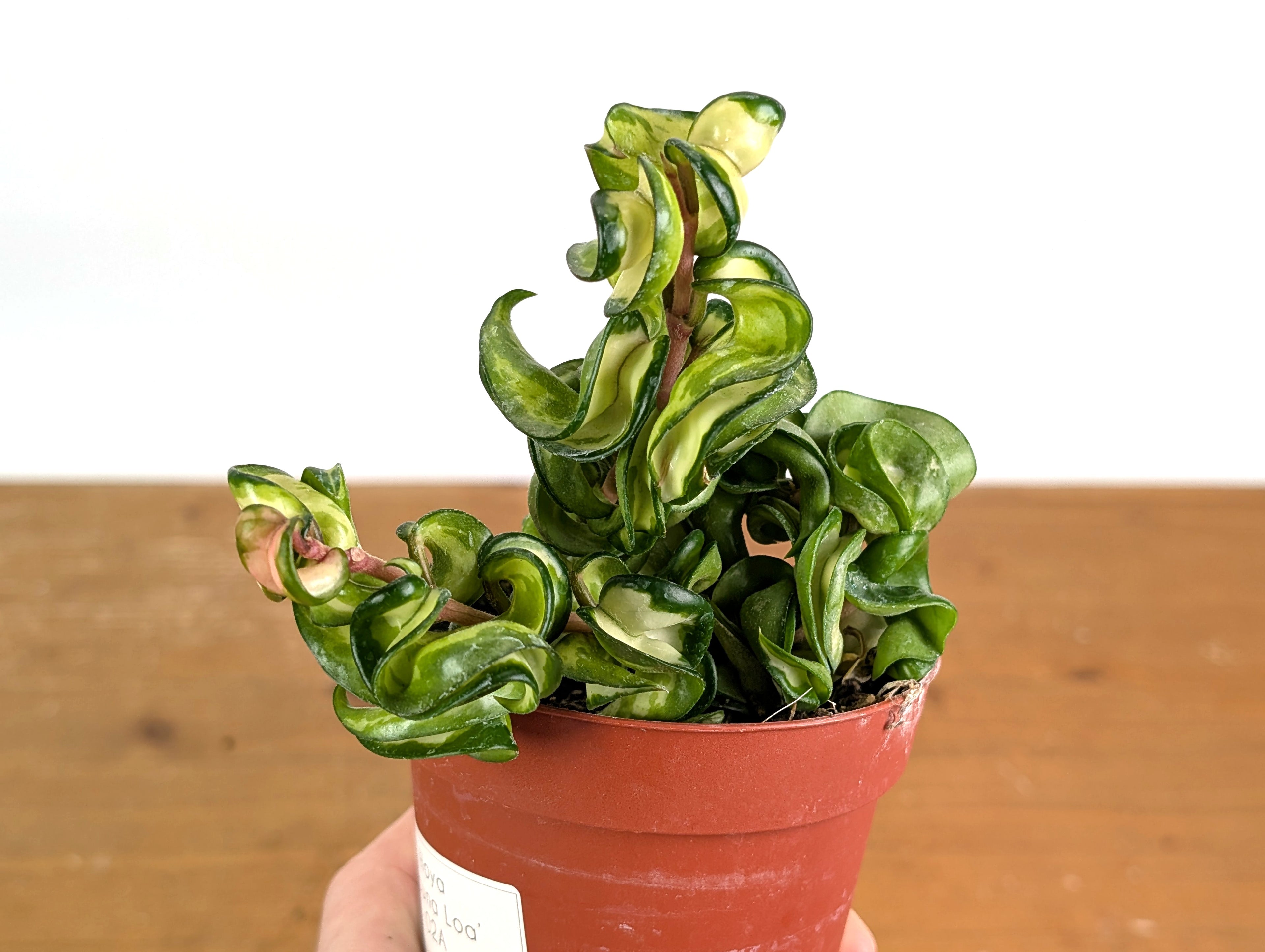 *Exact Plants* Hoya Mauna Loa Carnosa Compacta Inner Variegated