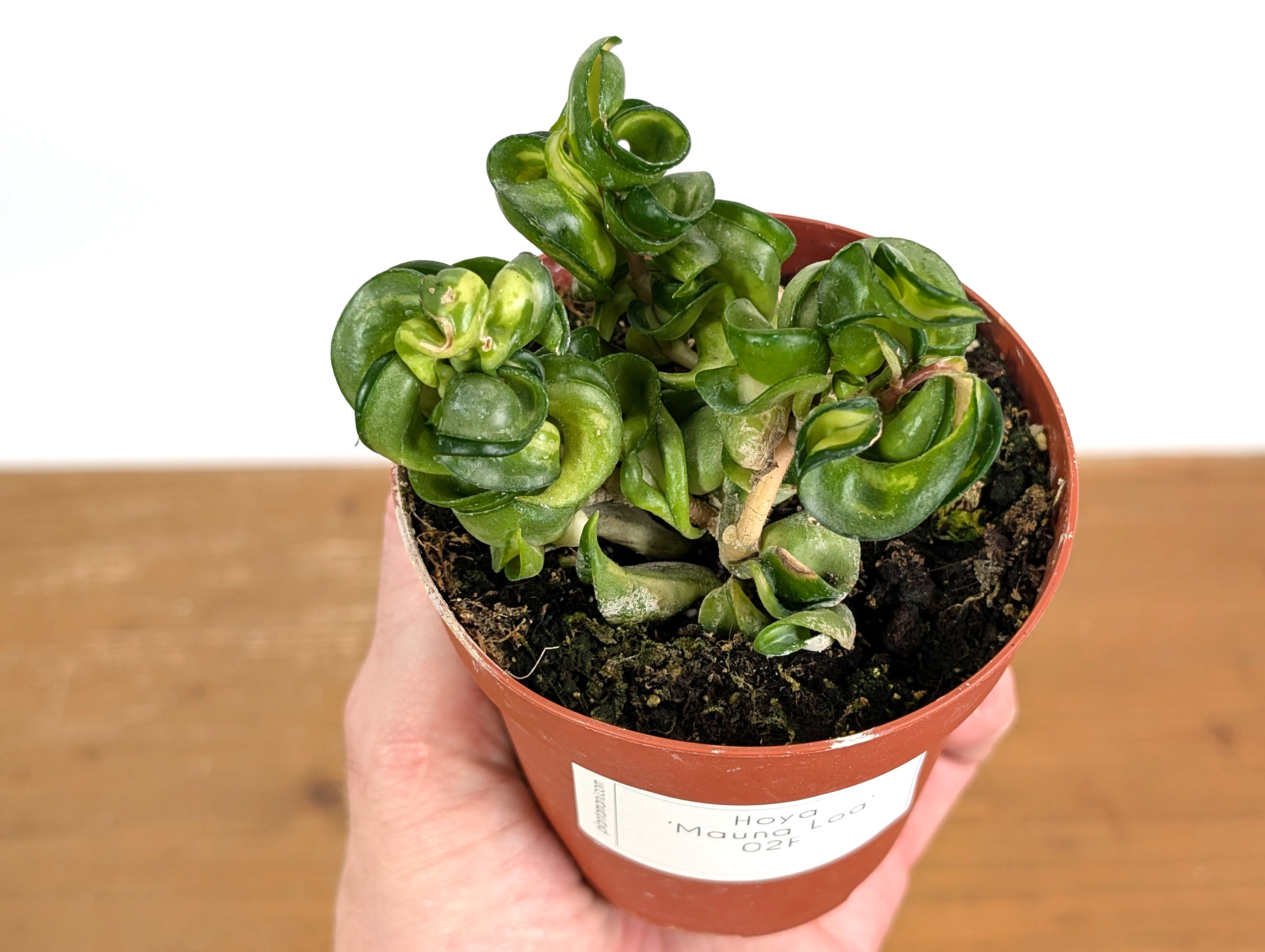 *Exact Plants* Hoya Mauna Loa Carnosa Compacta Inner Variegated