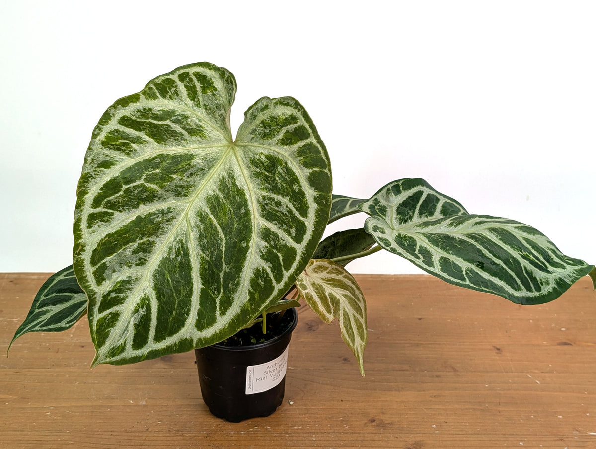 Anthurium Silver Blush Variegated Mint (Exact Plant #02A)