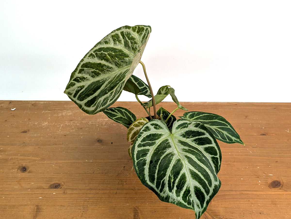 Anthurium Silver Blush Variegated Mint (Exact Plant #02A)