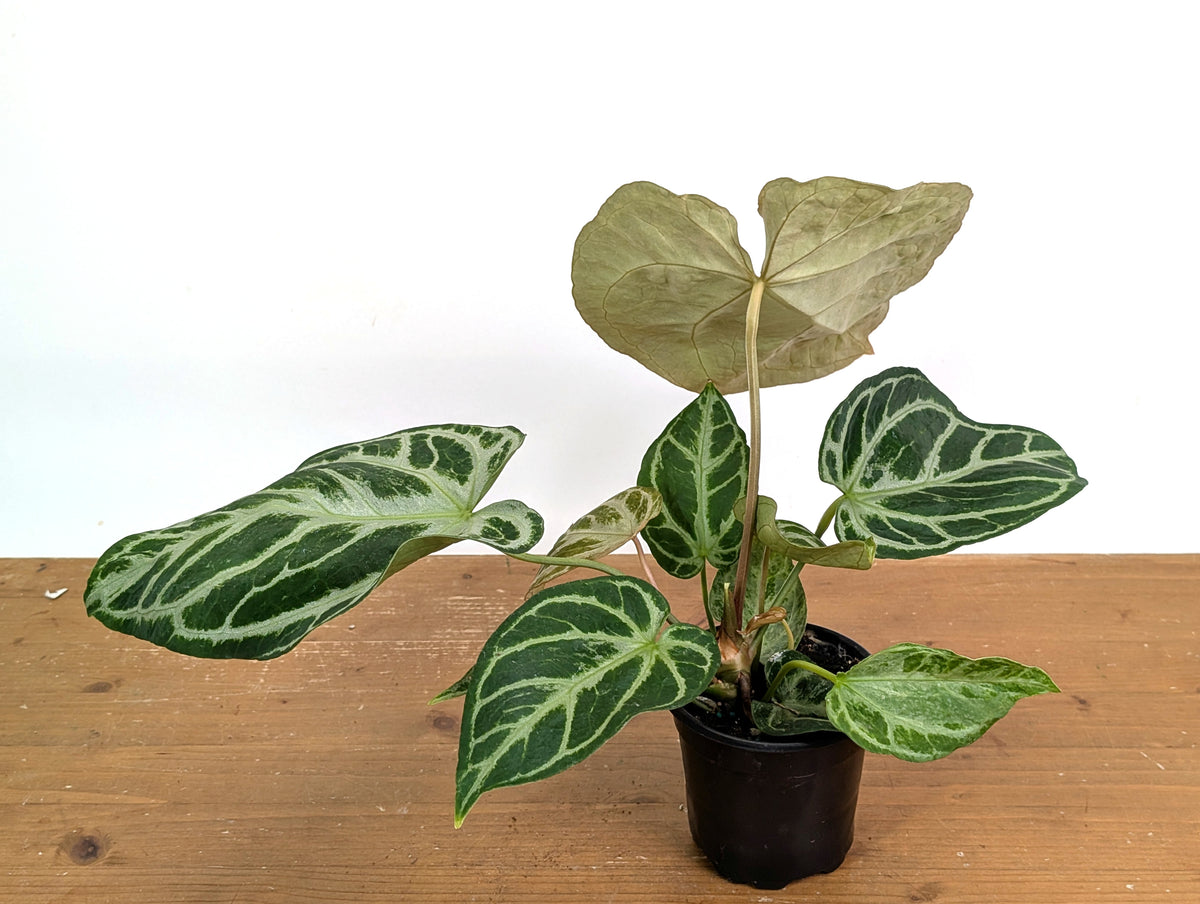 Anthurium Silver Blush Variegated Mint (Exact Plant #02A)