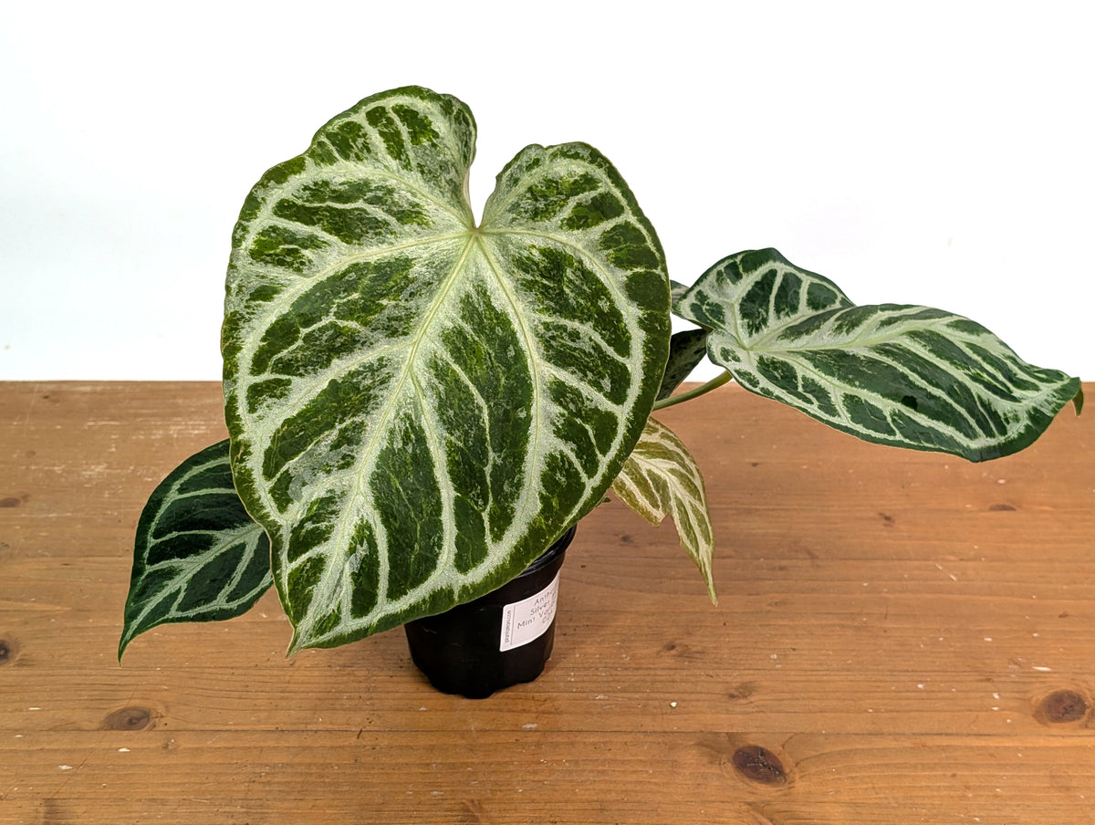 Anthurium Silver Blush Variegated Mint (Exact Plant #02A)