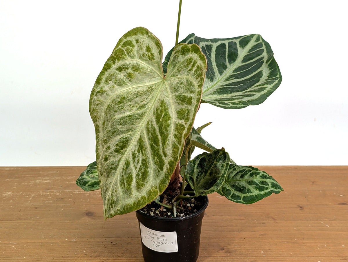 Anthurium Silver Blush Variegated Mint (Exact Plant #02B)