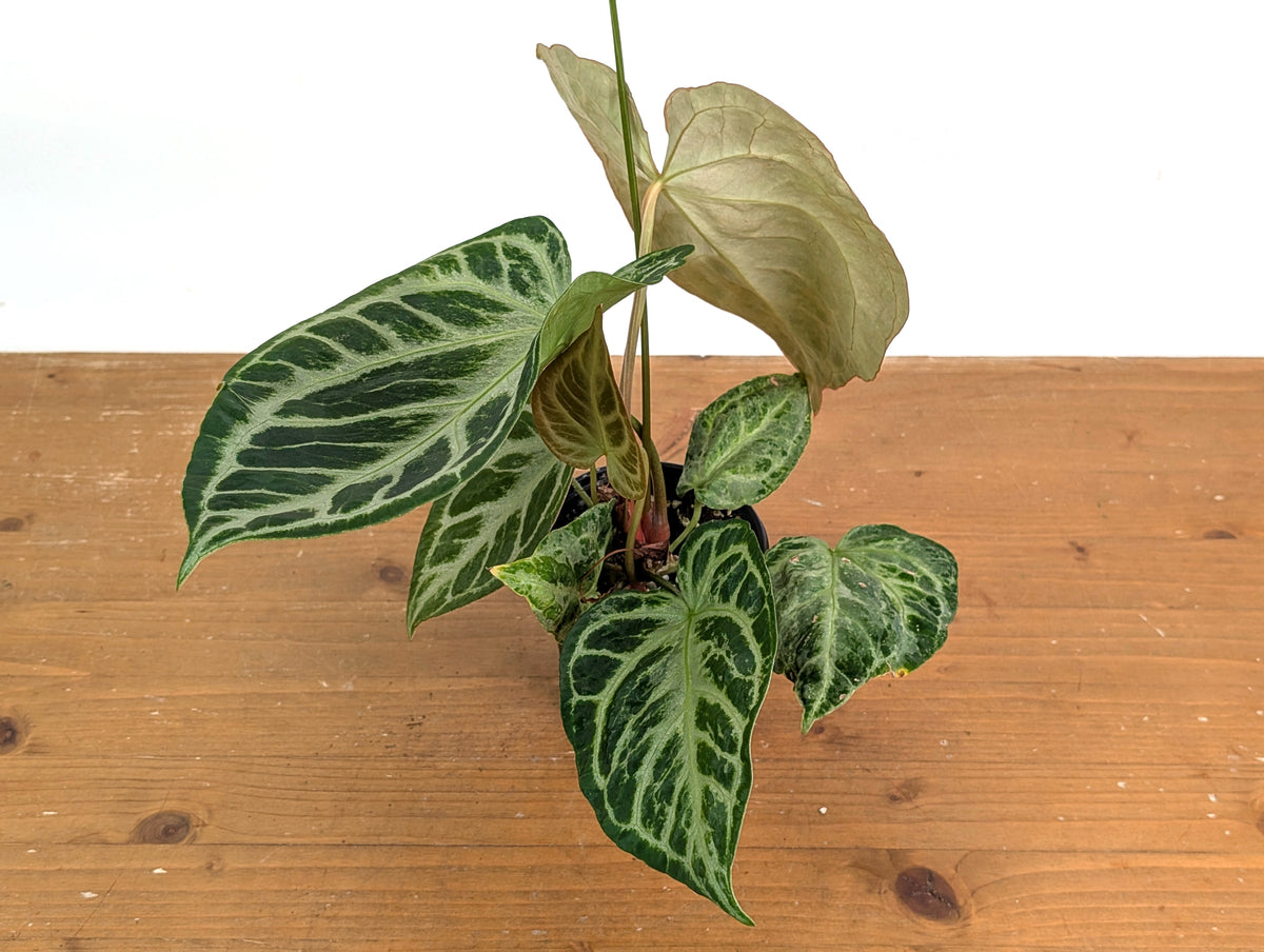 Anthurium Silver Blush Variegated Mint (Exact Plant #02B)